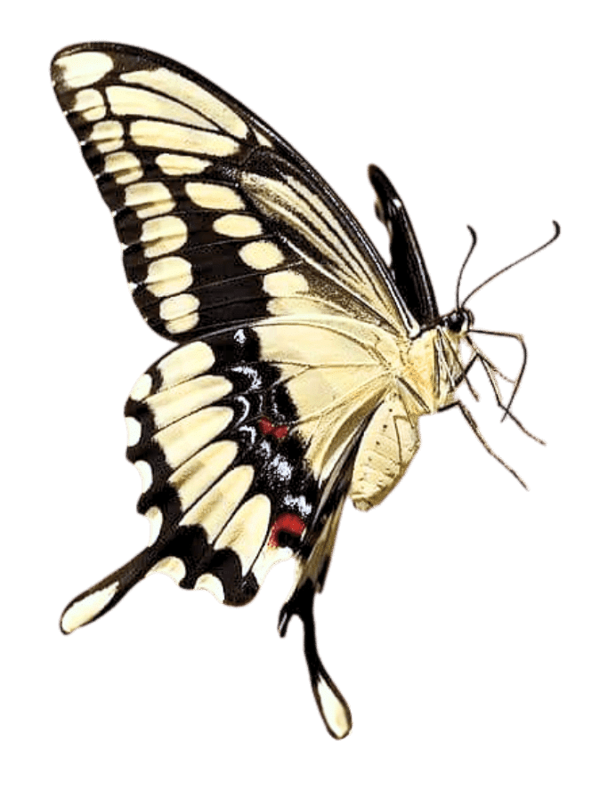 A butterfly with black, yellow, and white patterned wings and a slender body.