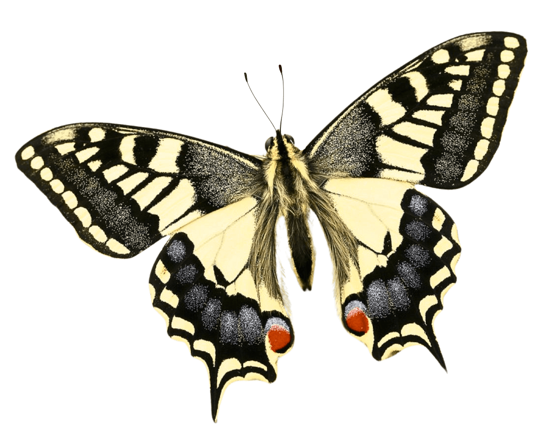 Yellow and black butterfly with red spots on tail, isolated on black background.