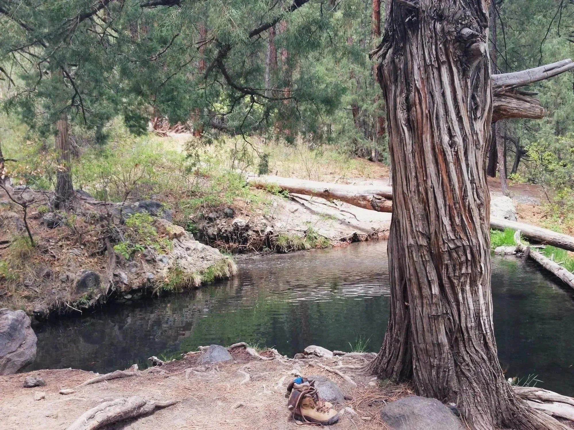 A peaceful forest scene with a tall, textured tree in the foreground, a small creek, rocks, fallen logs, and lush greenery.
