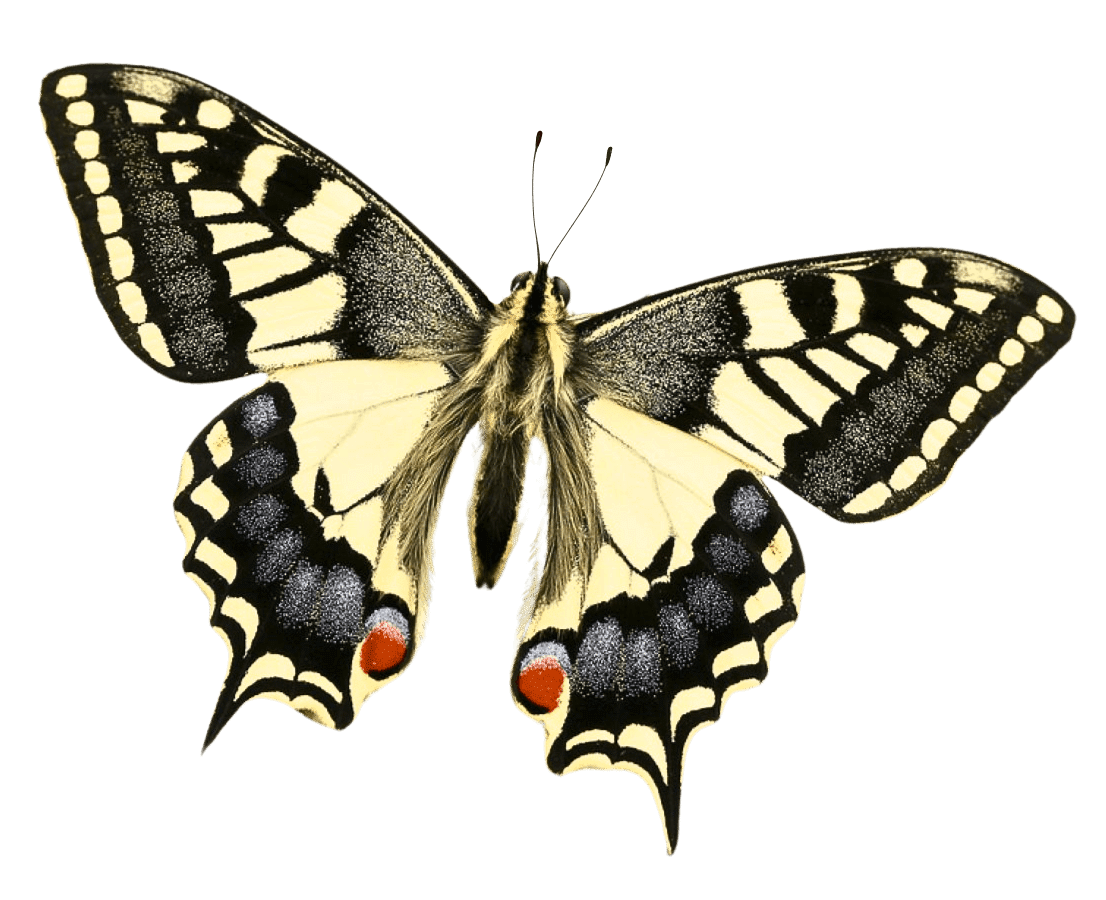 A yellow and black butterfly with red and black spots on its lower wings, showing intricate wing patterns and a furry body.