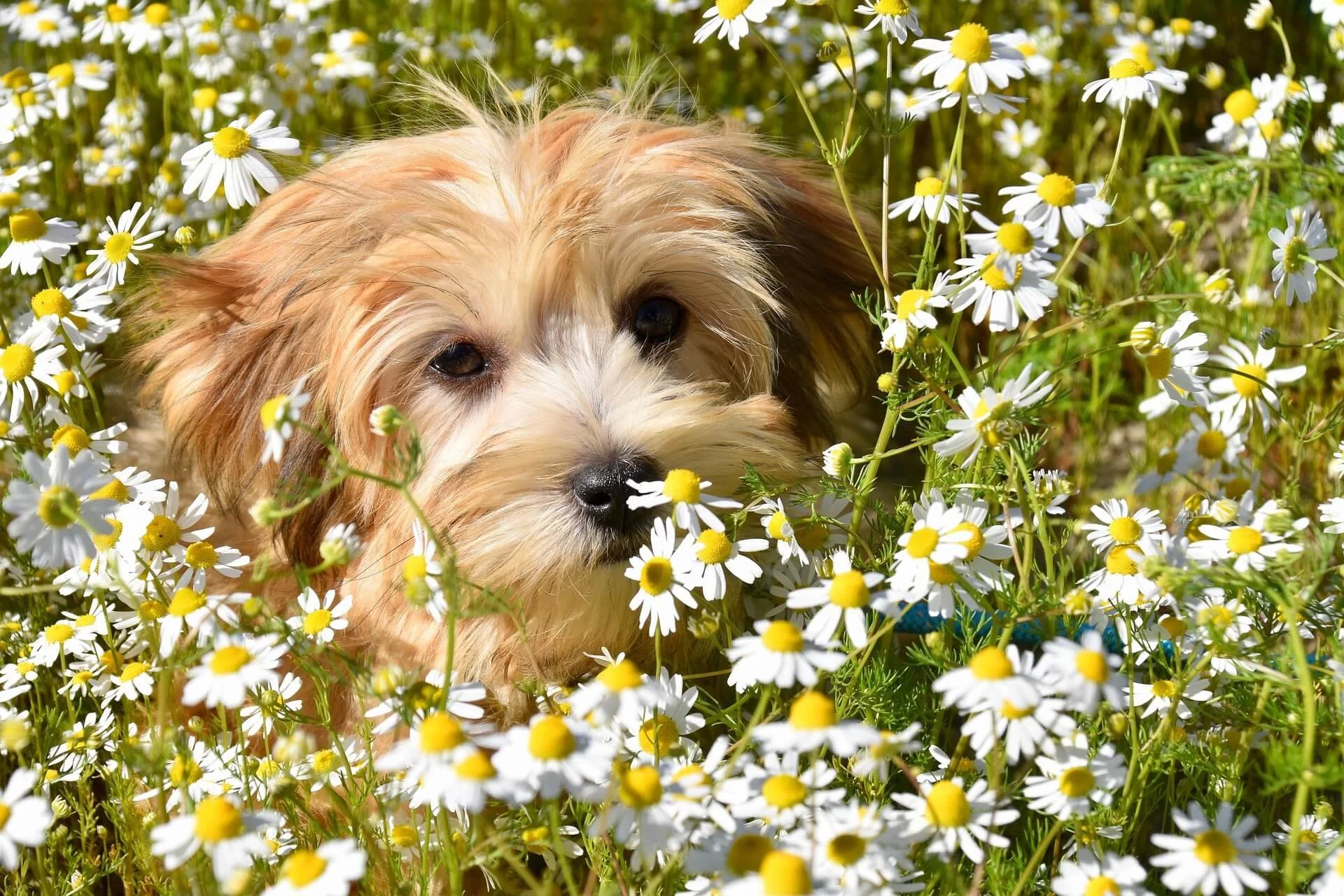 A small dog with tan and white fur lying in a field of white daisies with yellow centers.