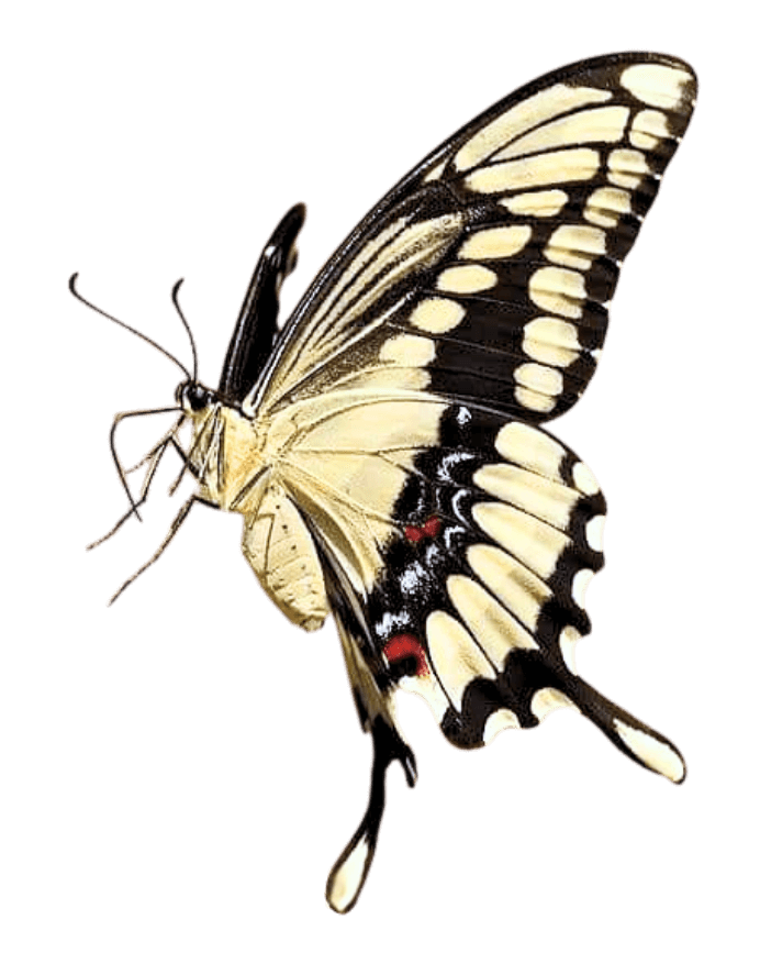 Close-up of a yellow and black butterfly with patterned wings isolated on black background.