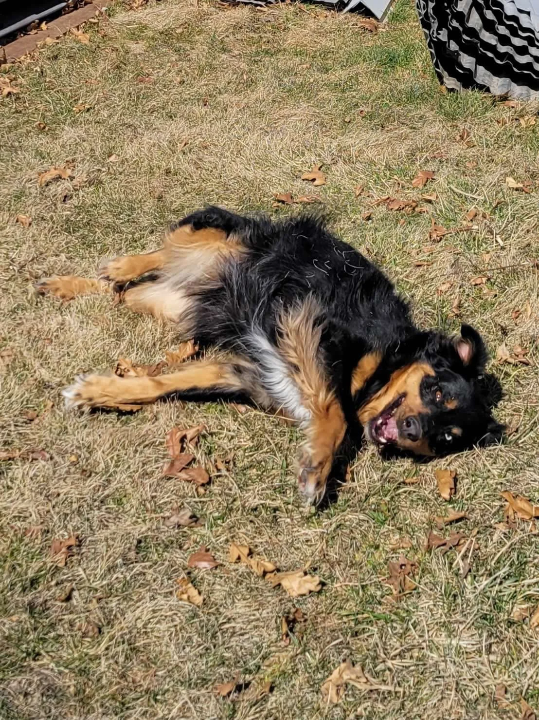 Harry the Happy Herder