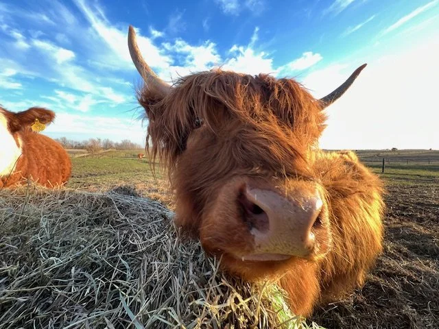 Highland Cow
