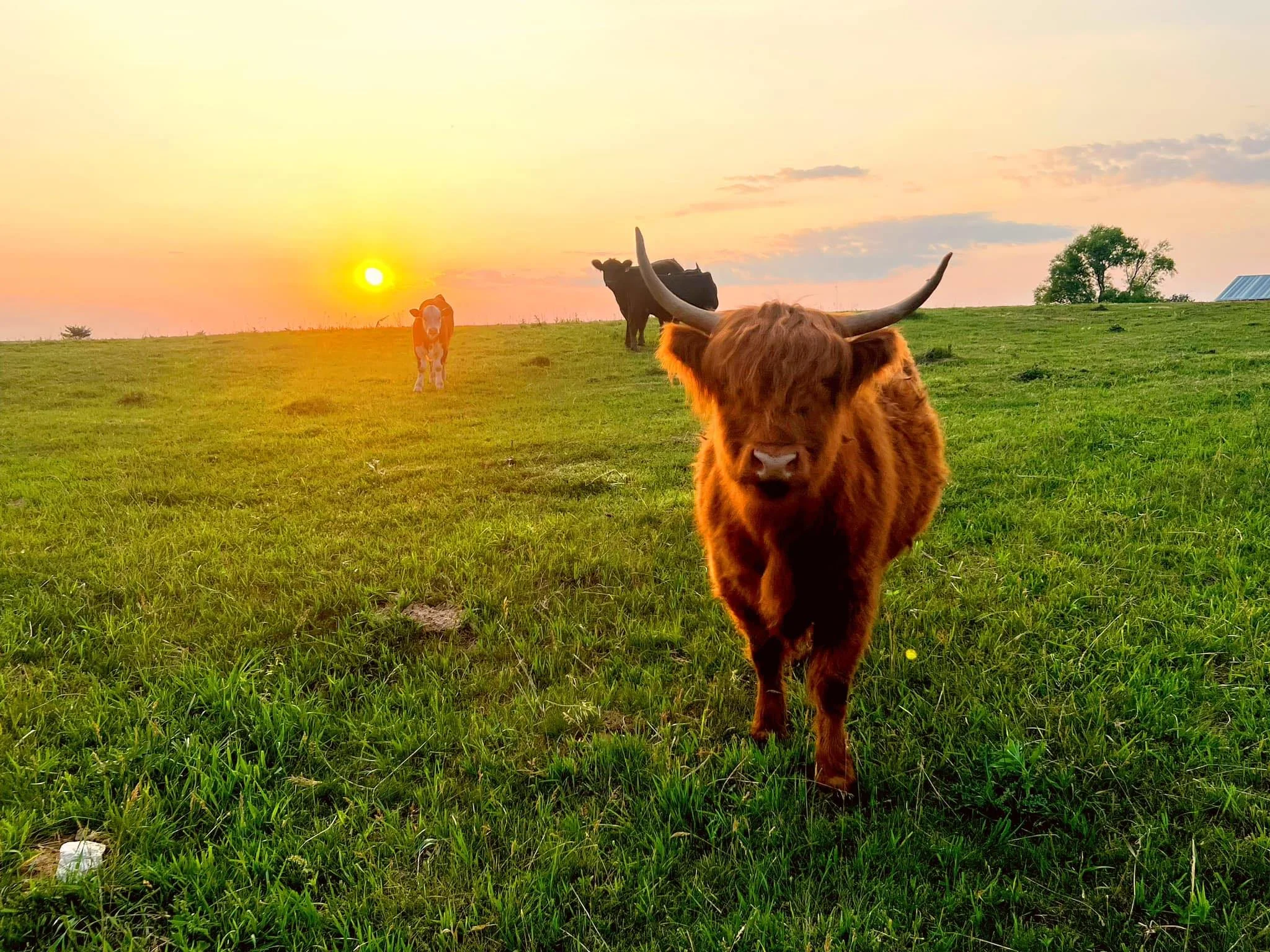 Rancho Pacheco - Highland Cow