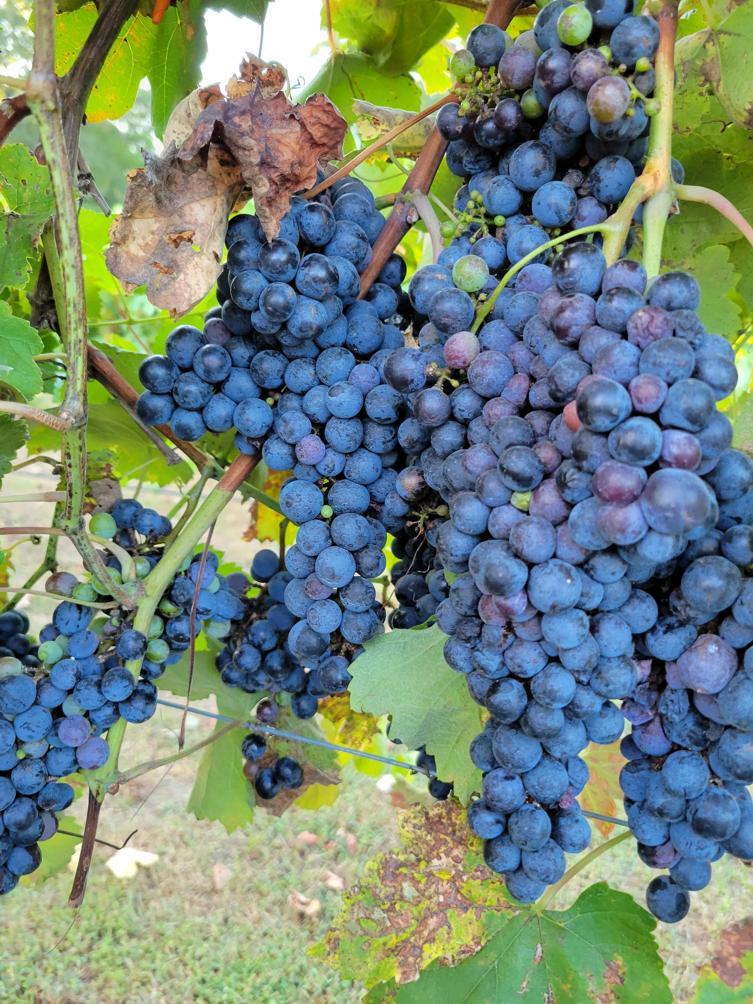 About | Discover East Texas Wines Today — Cicada Ridge Vineyard