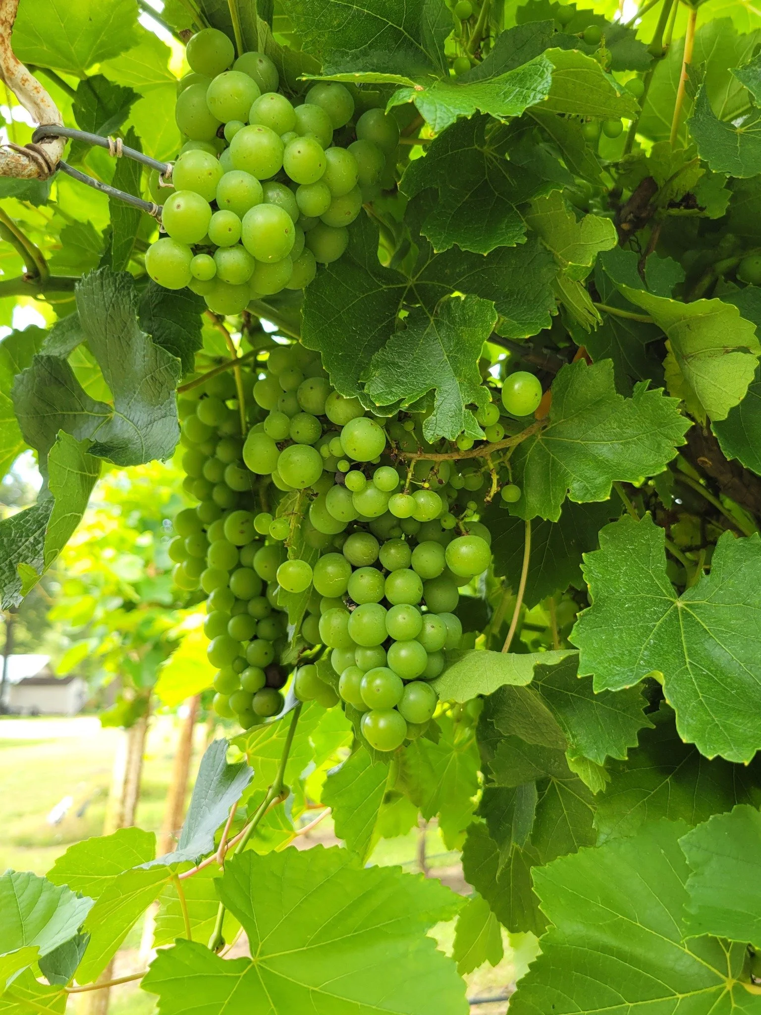 Team 1 — Cicada Ridge Vineyard