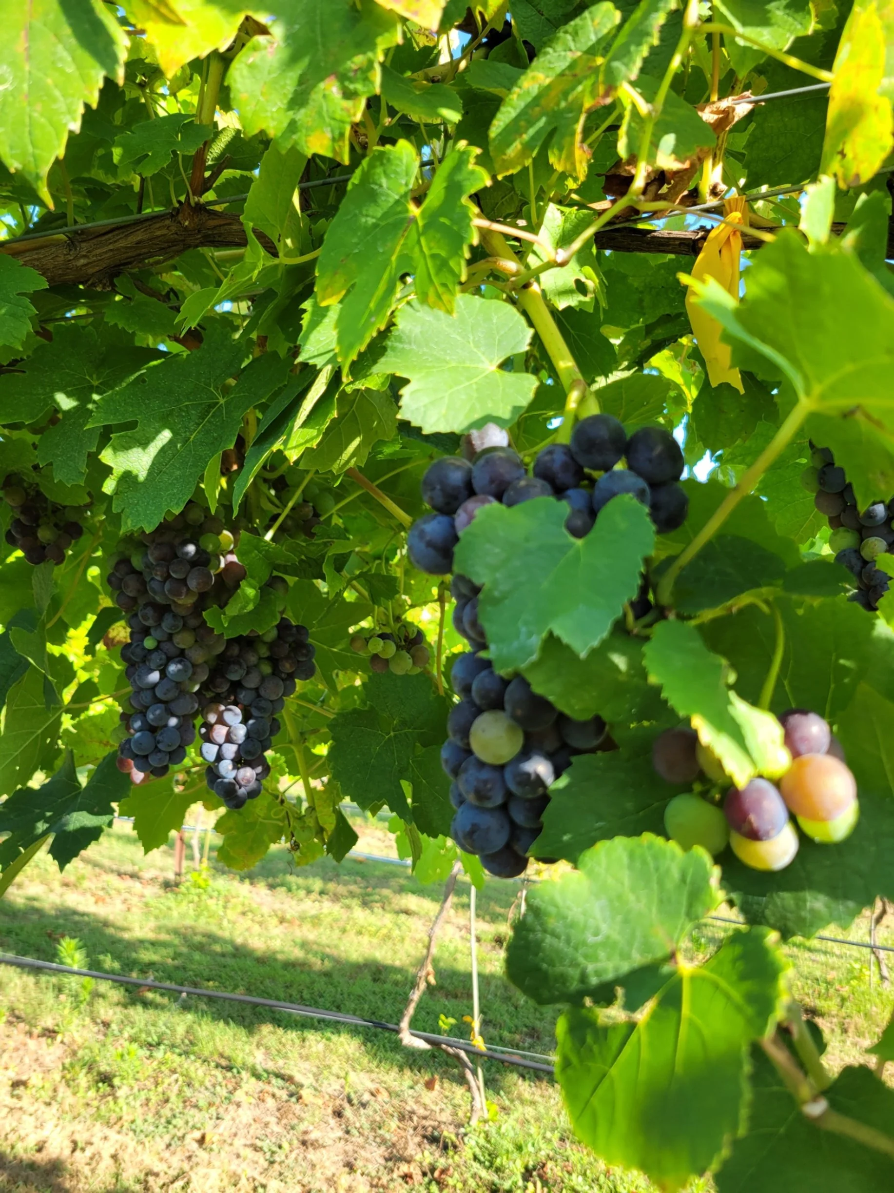 Team 1 — Cicada Ridge Vineyard