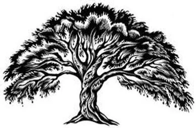 A Sycamore Tree