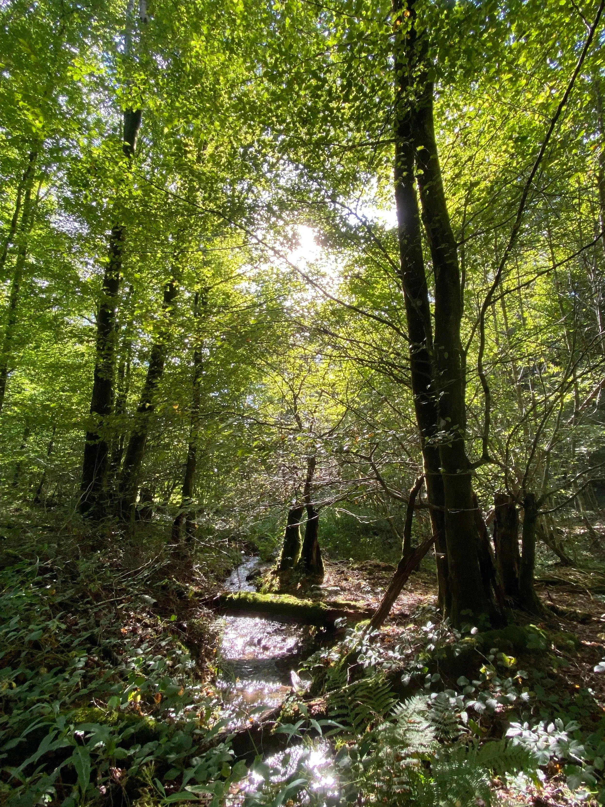 Une forêt dense avec des arbres verts, un petit ruisseau au sol et le soleil brillant à travers la verdure.