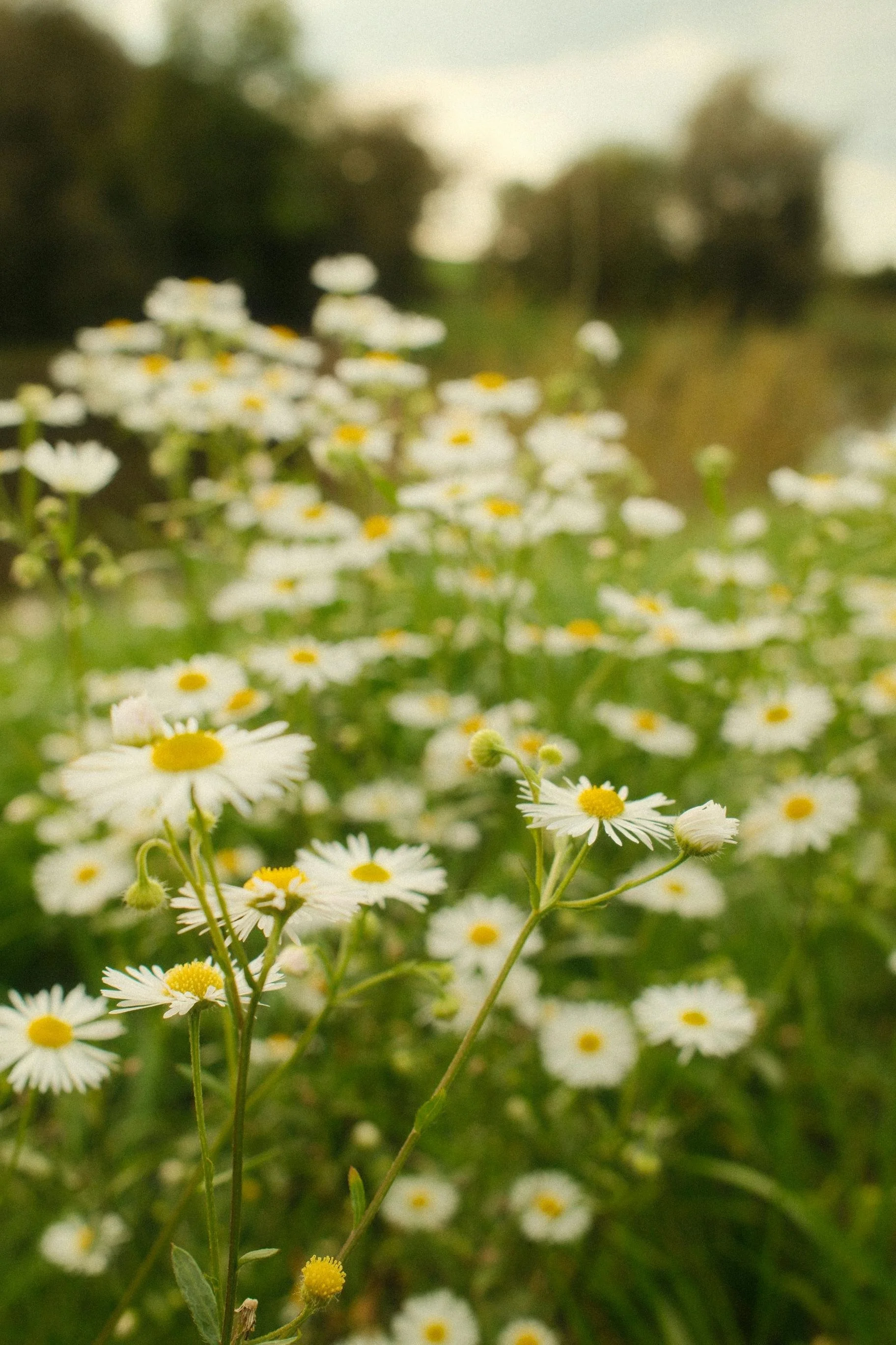 Champ de petites fleurs blanches avec centres jaunes, près d'une eau calmée, avec des arbres au fond dans un paysage naturel.