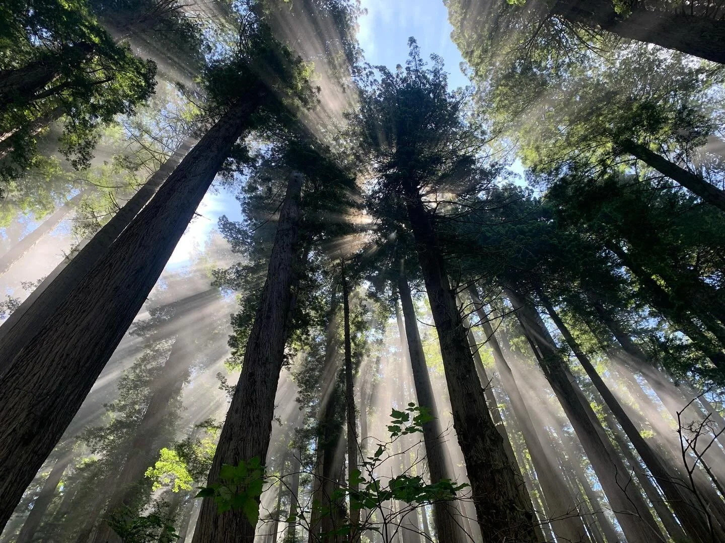 Redwoods near crescent city