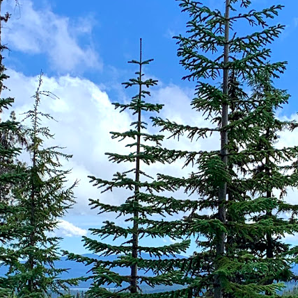 Ruthless heat in the forest