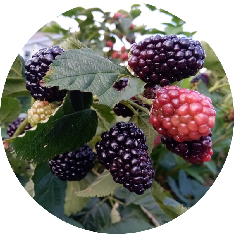 Hidden Fields Berry Farm - Markleville, IN