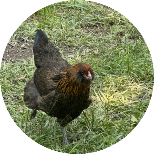 Discover Nature Homestead - New Palestine, IN