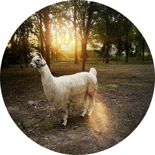 Curmudgeon Farm - South Bend, IN