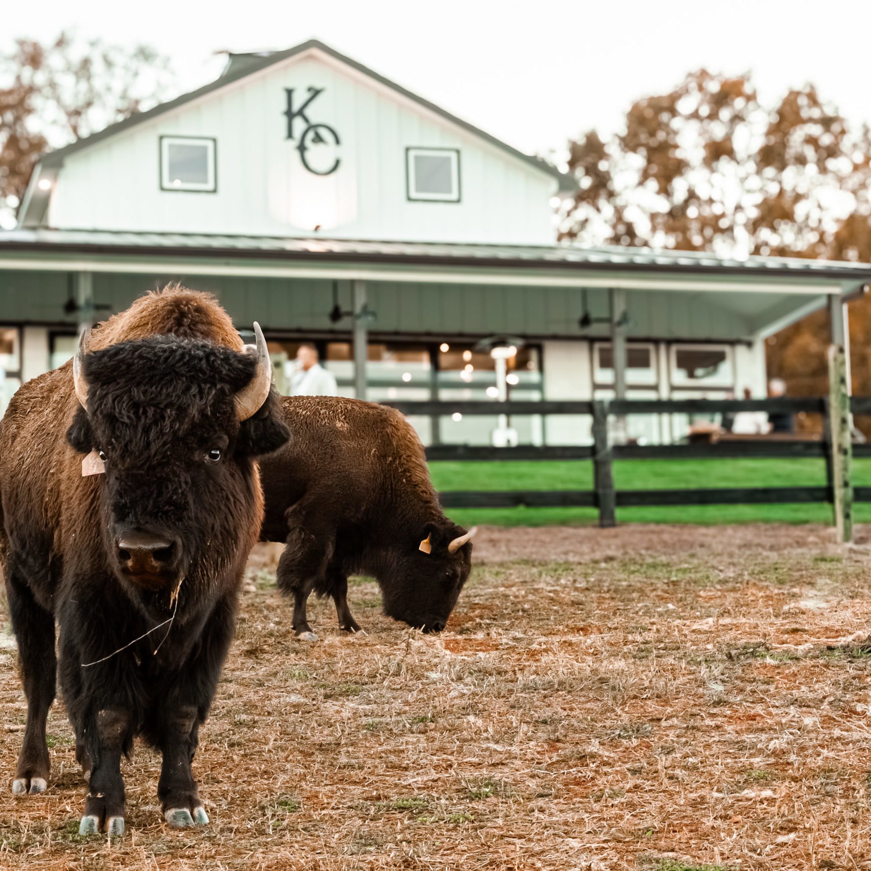 Two black buffalo, one facing forward and one grazing, standing on a dirt ground in front of a white barn with black letters 'K' and 'C' on the front and a black fence in the background.