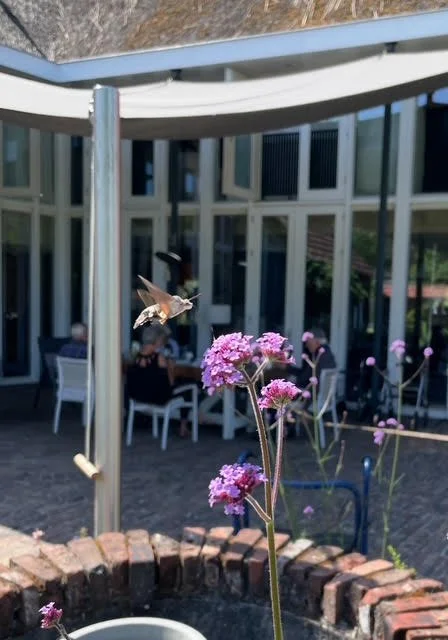 A hummingbird hovering near pink flowers in a garden patio area with people seated at tables in the background.