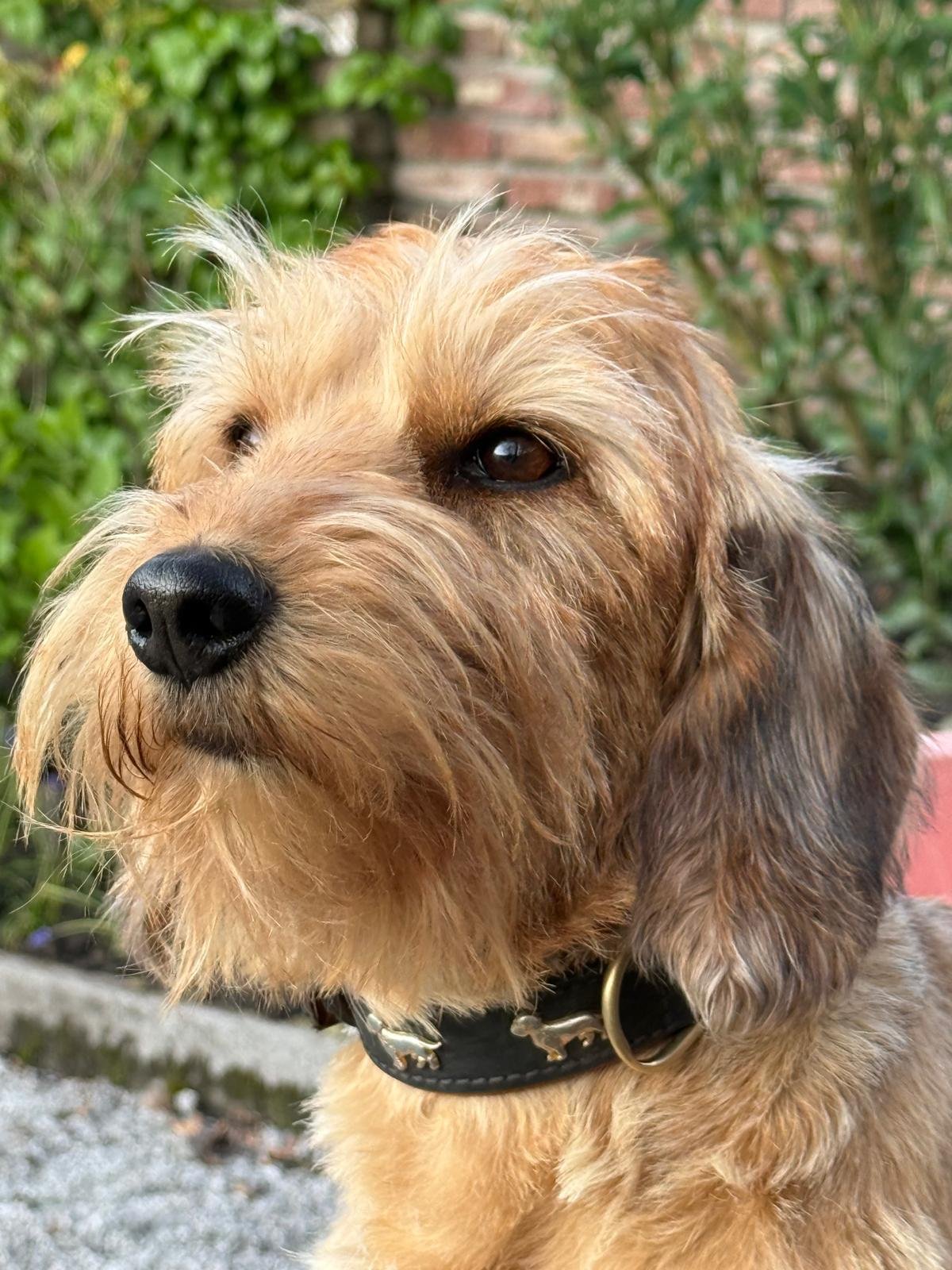 Close-up of a brown and black dog with a black collar, outdoors in front of green bushes and a brick wall.