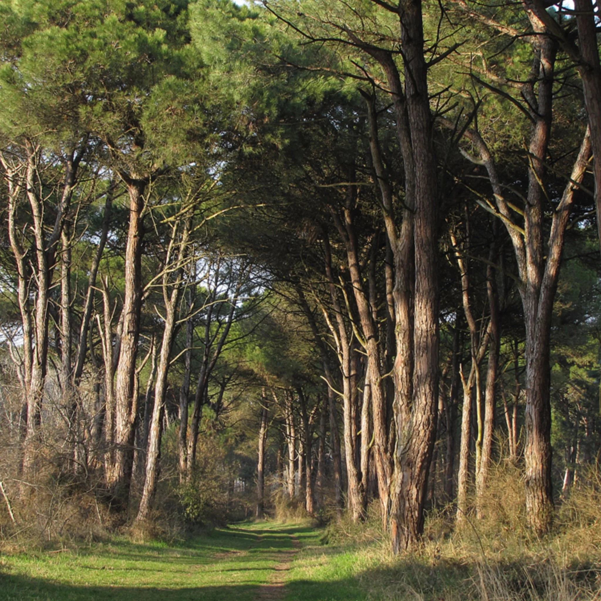 A green grassy path runs through a dense forest of tall trees with broad branches and green foliage, illuminated by sunlight.