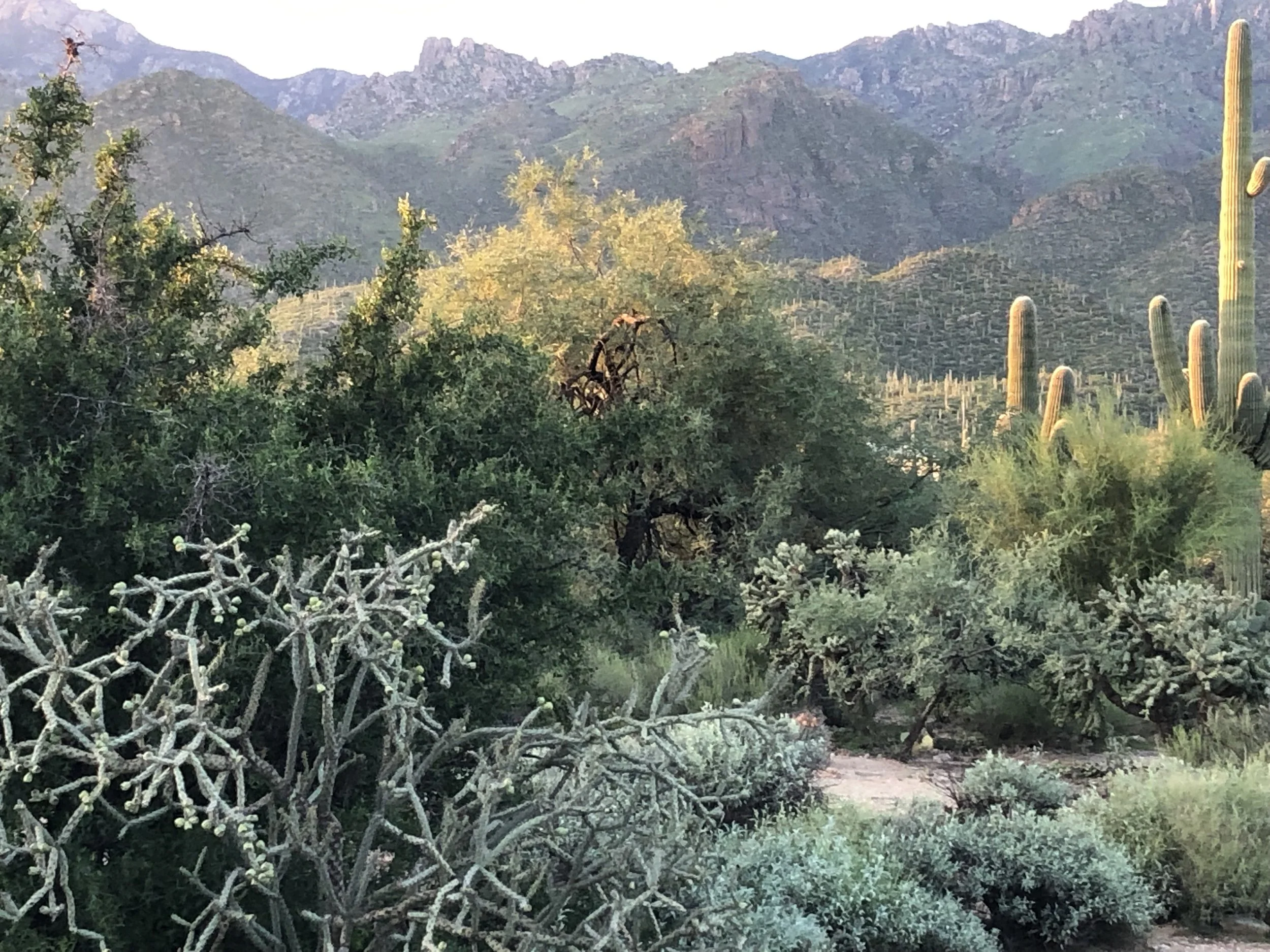 Cholla and trees in Saguaro National Park