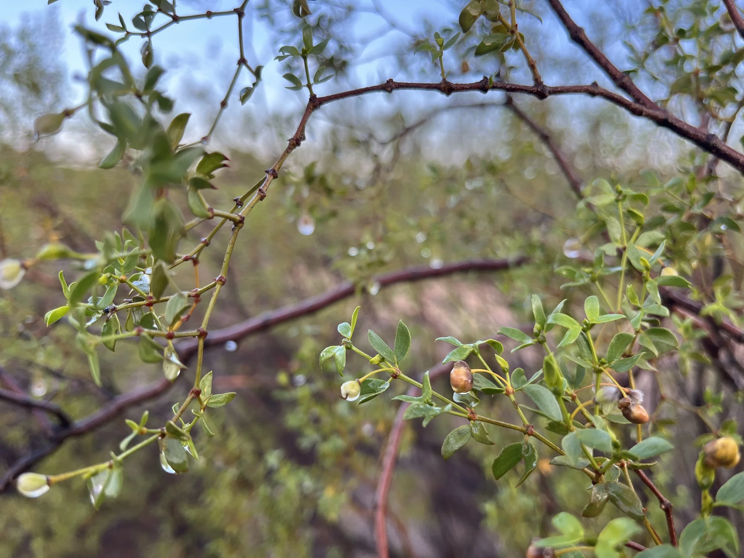 Close-up of a branch with small green leaves and water droplets hanging from them, with a blurred background of more branches and sky.