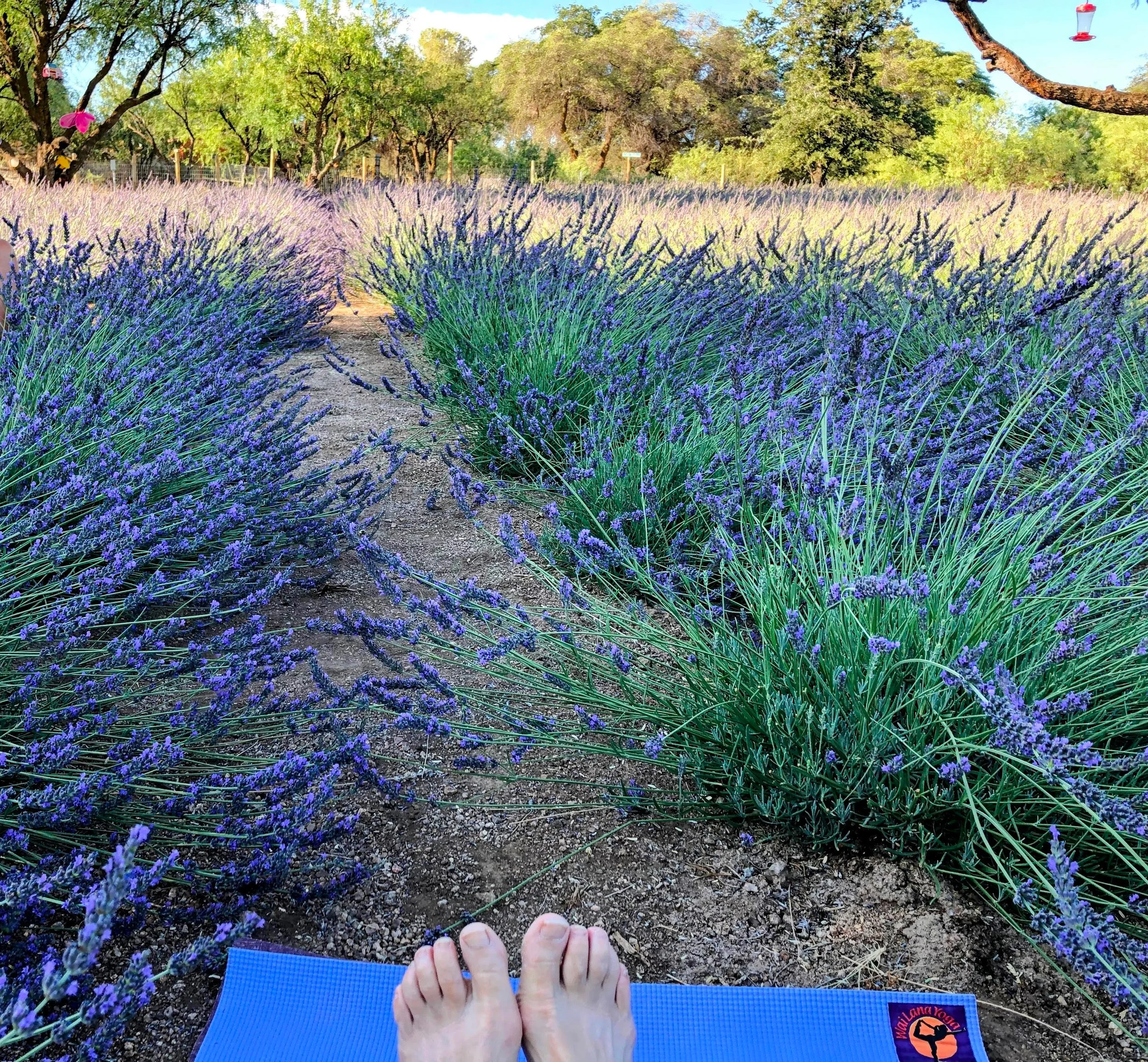 A person practicing yoga outdoors on a blue mat, holding their knees while seated on the mat, surrounded by a field of blooming purple lavender flowers, with trees and a clear sky in the background.