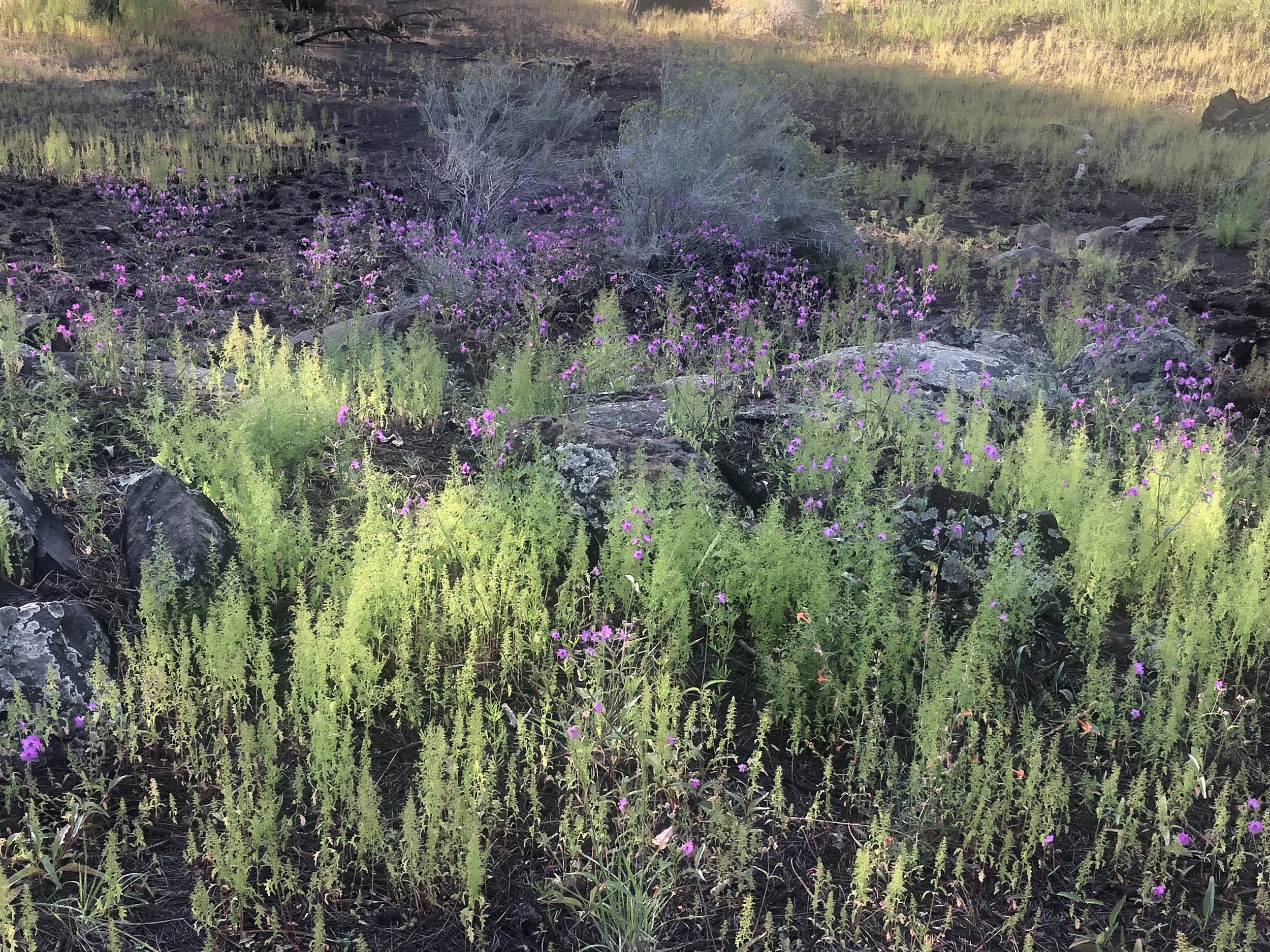 Sabino Canyon purple flowers