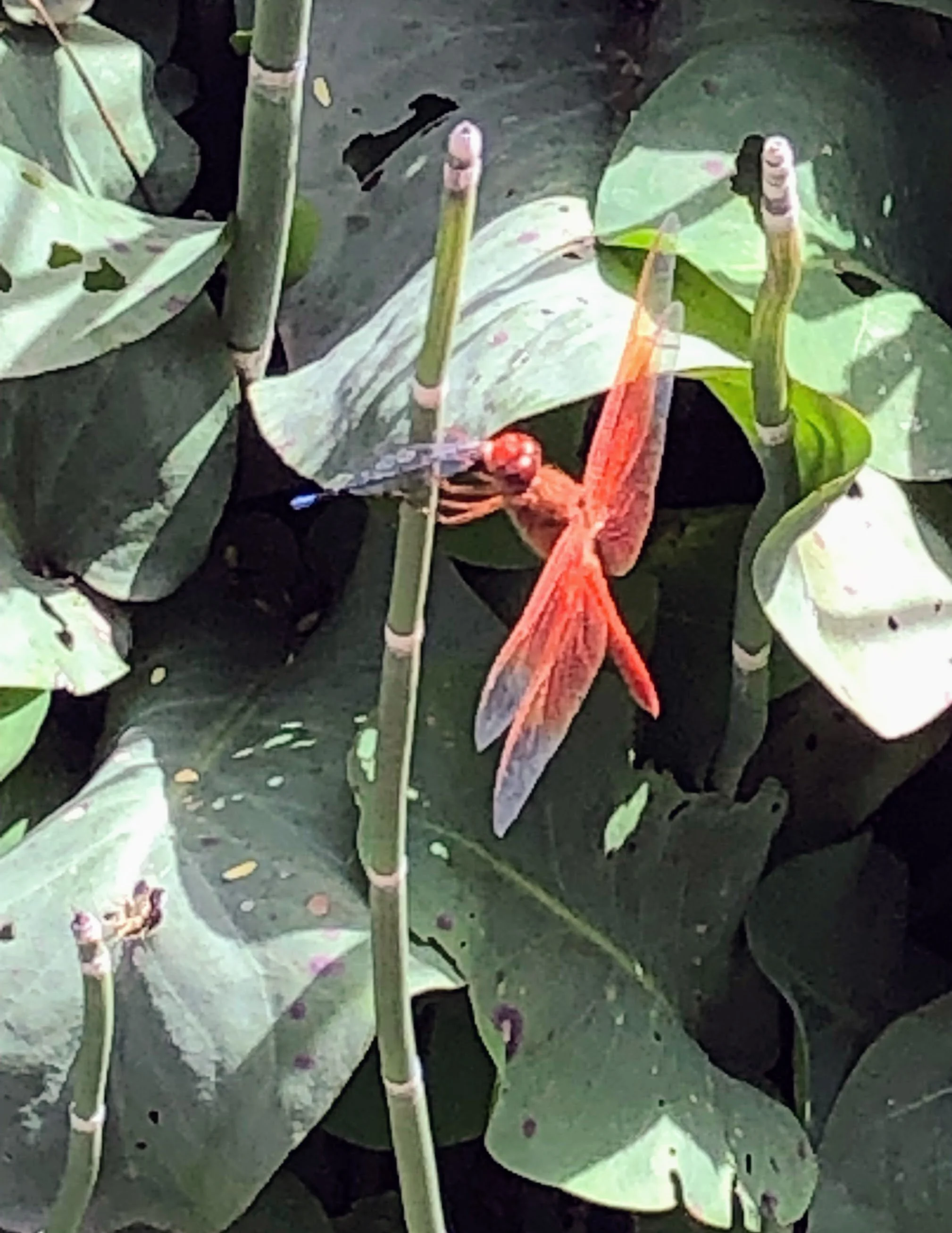 Close-up view of a small orange praying mantis on a leaf near some plant stems.