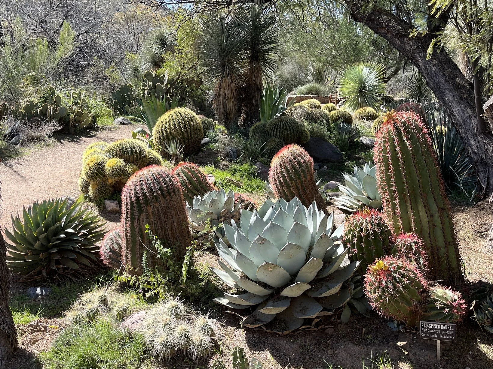 Cactus garden in Arizona