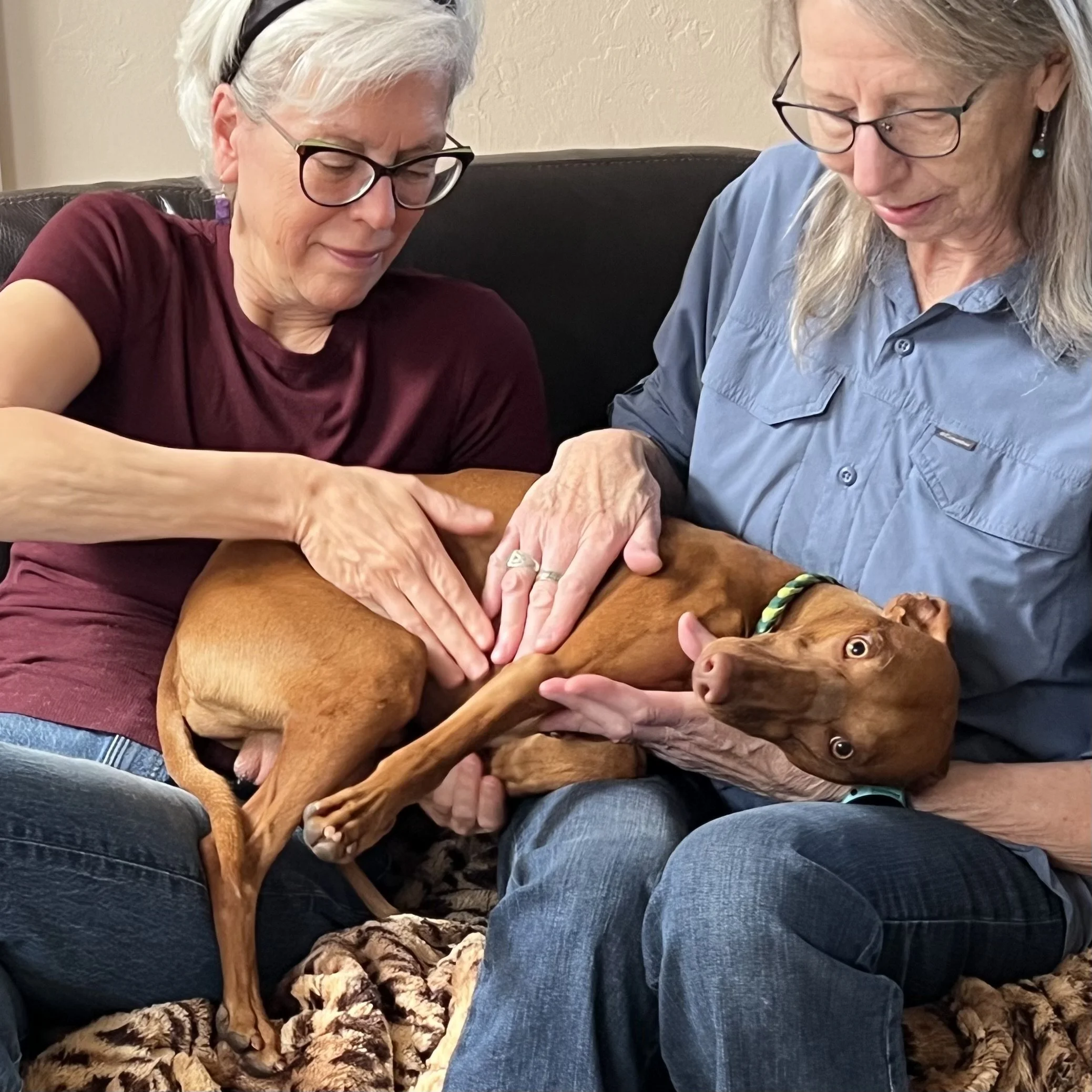 Animal Reiki session for a dog in Tucson