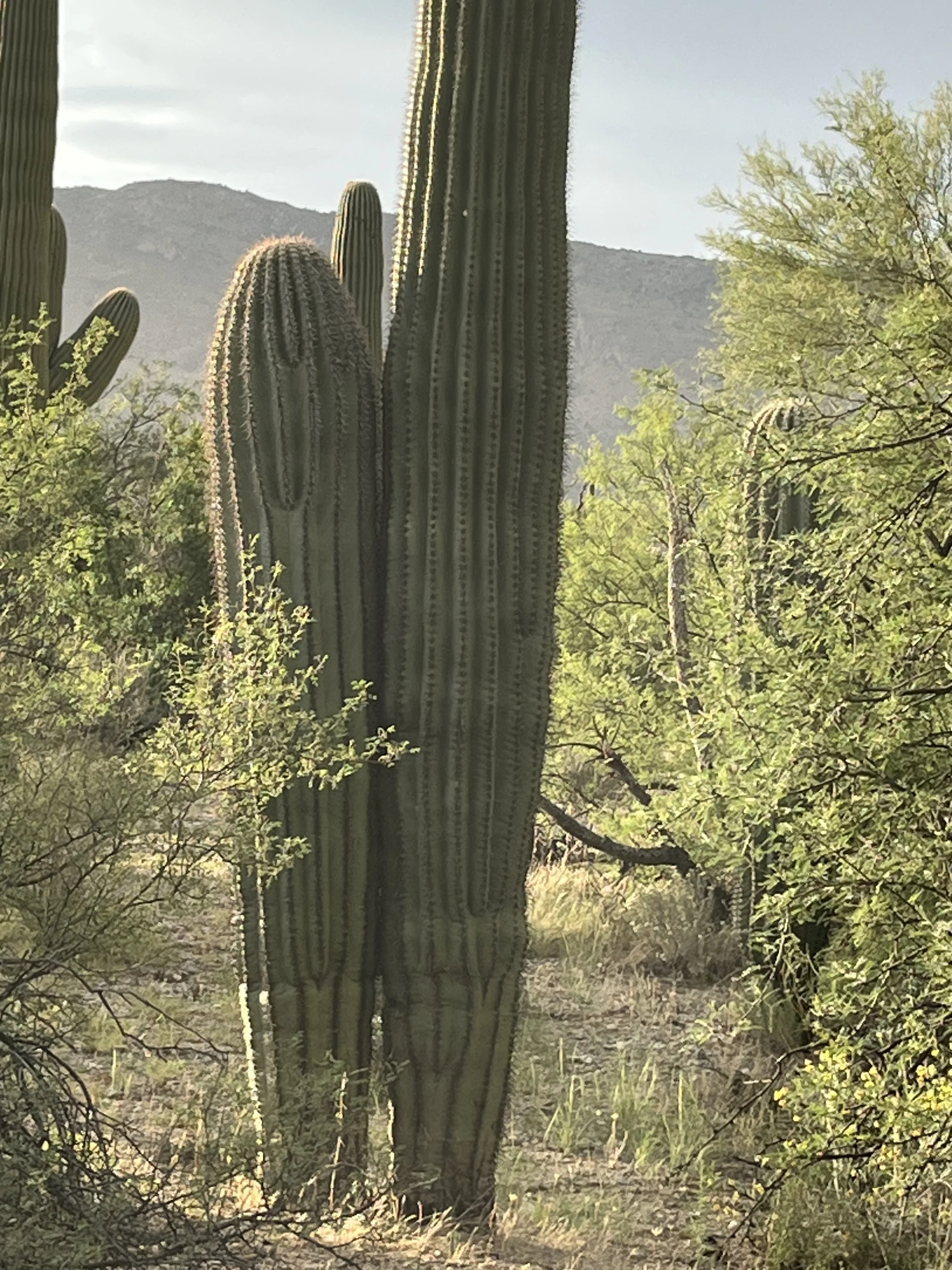 A large saguaro cactus in a desert landscape with green bushes and trees, mountains in the background, and a clear sky.