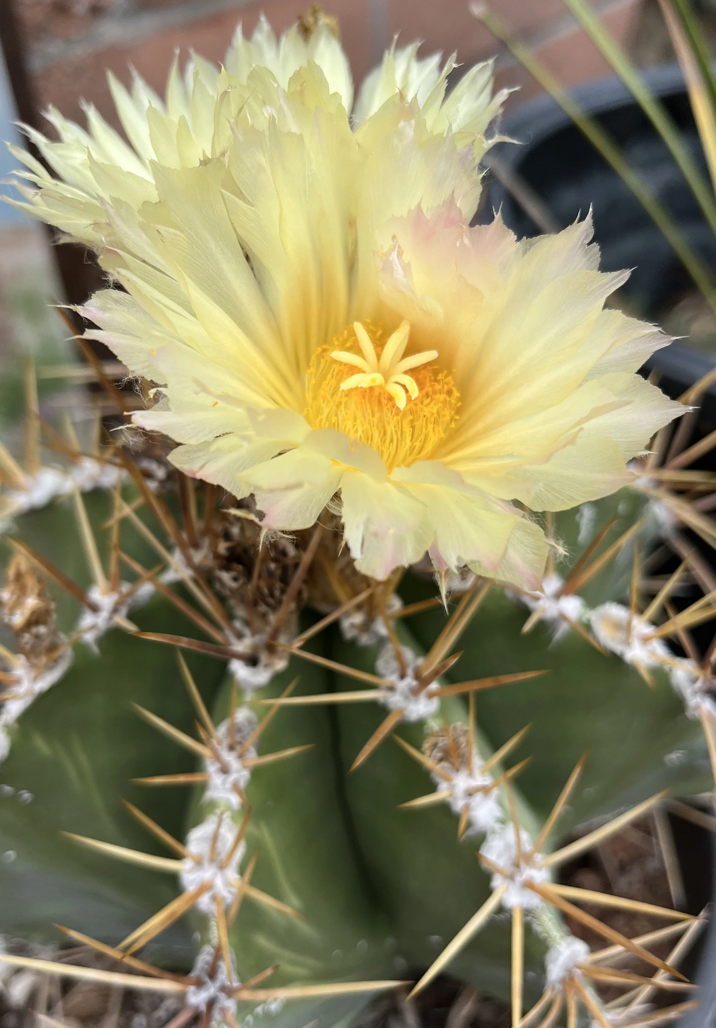 Close-up of a yellow cactus flower blooming on a cactus with green body and sharp yellow spines.