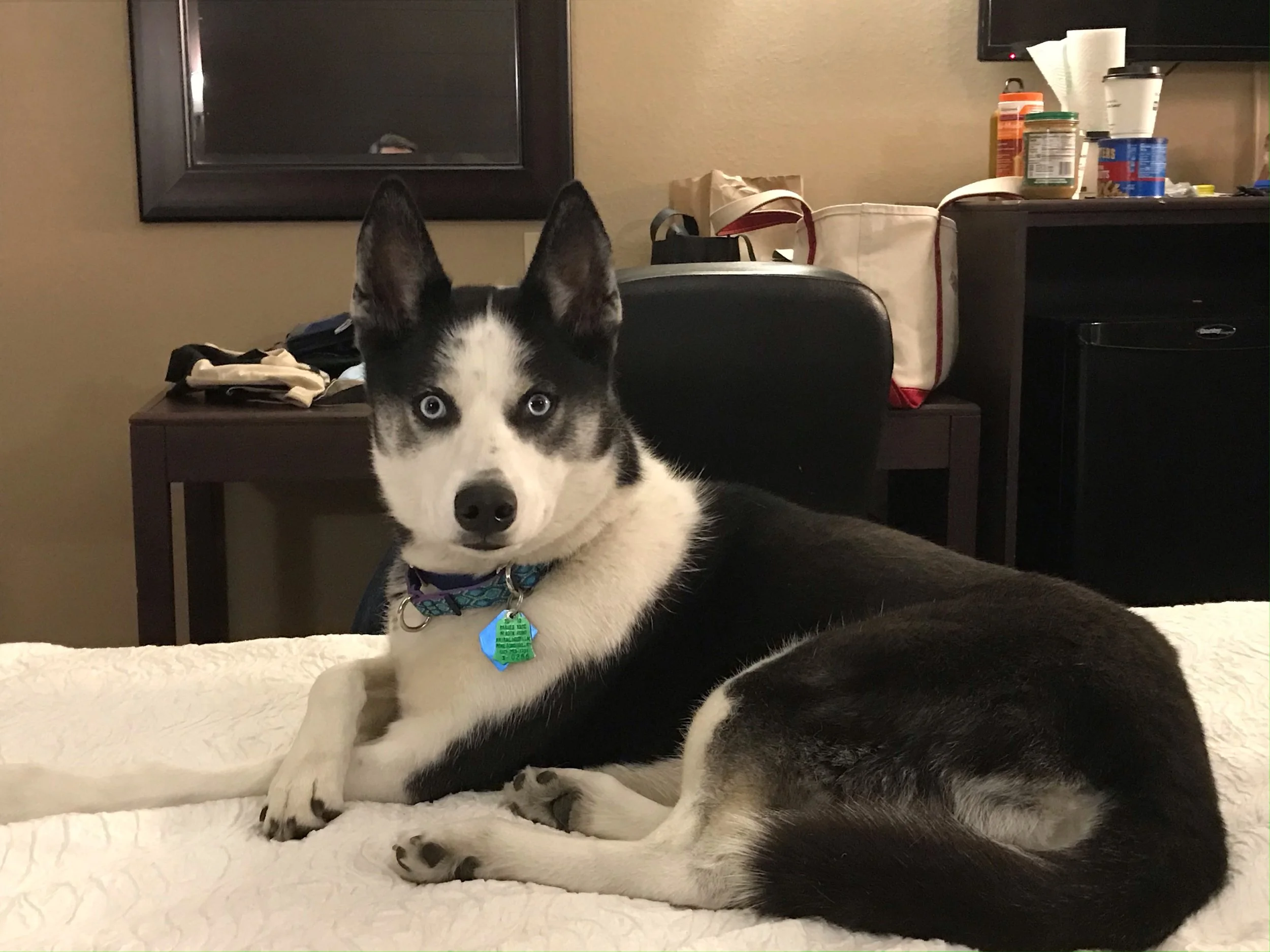Emotional Support Husky dog Zara in Tucson