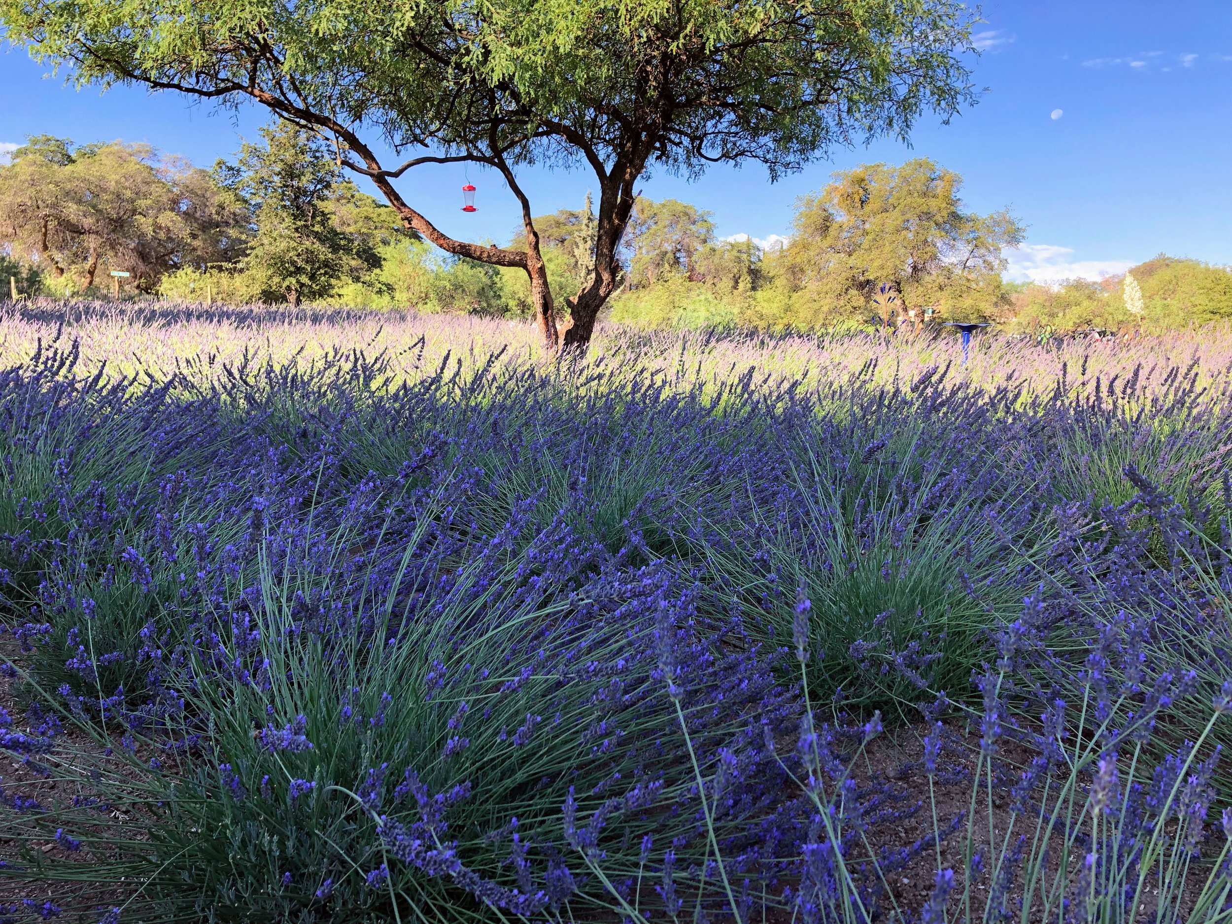 Advanced Reiki Symbols Training