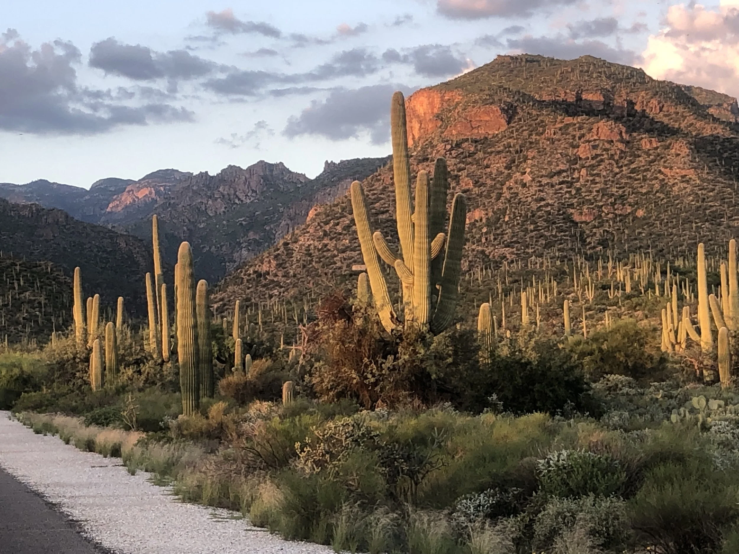 Saguaro cactus in Sabino Canyon