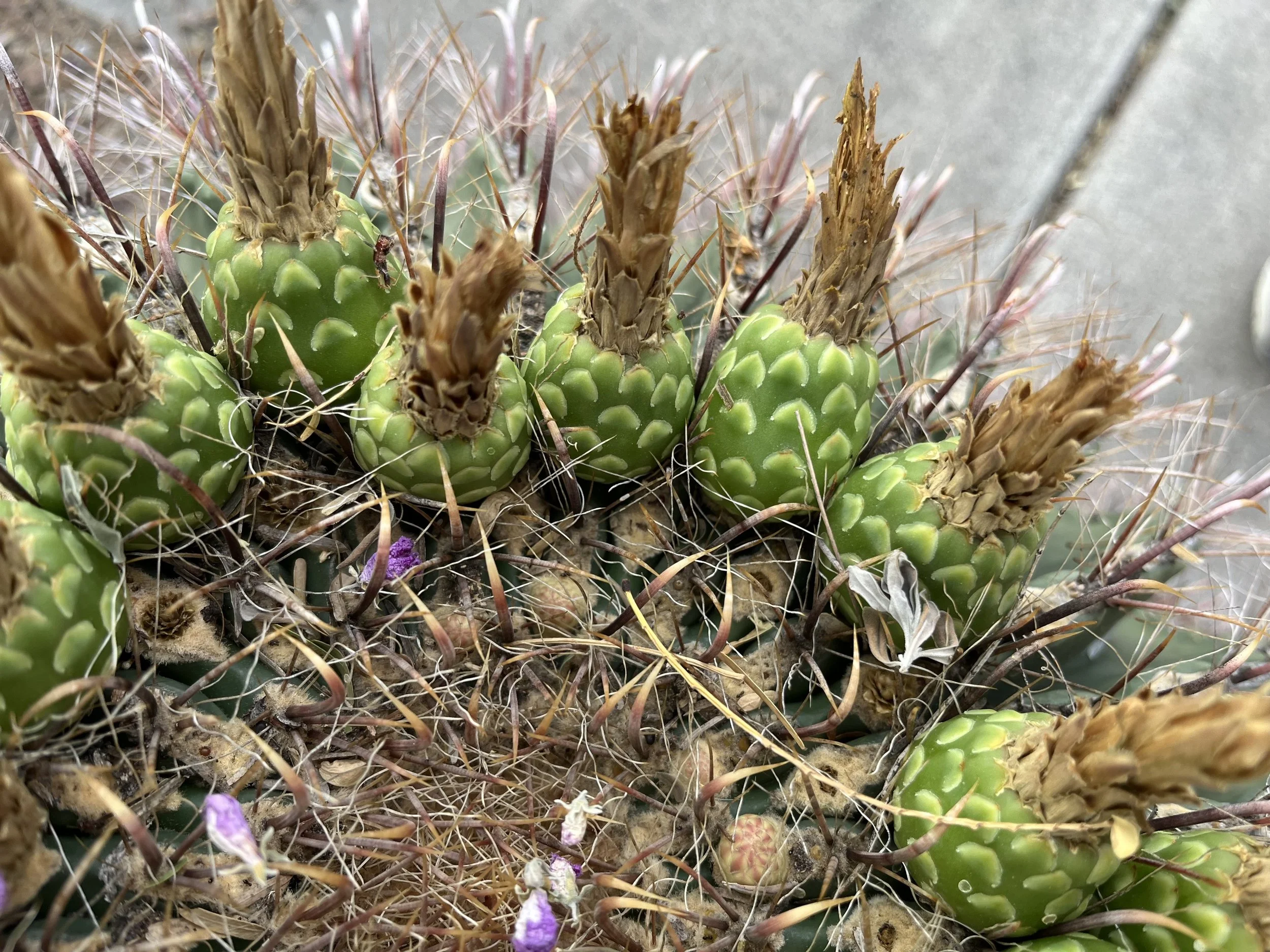 Close-up of a cactus with green, rounded pads covered in spines, some of which are dried brown. Small purple flowers bloom among the spines and pads.