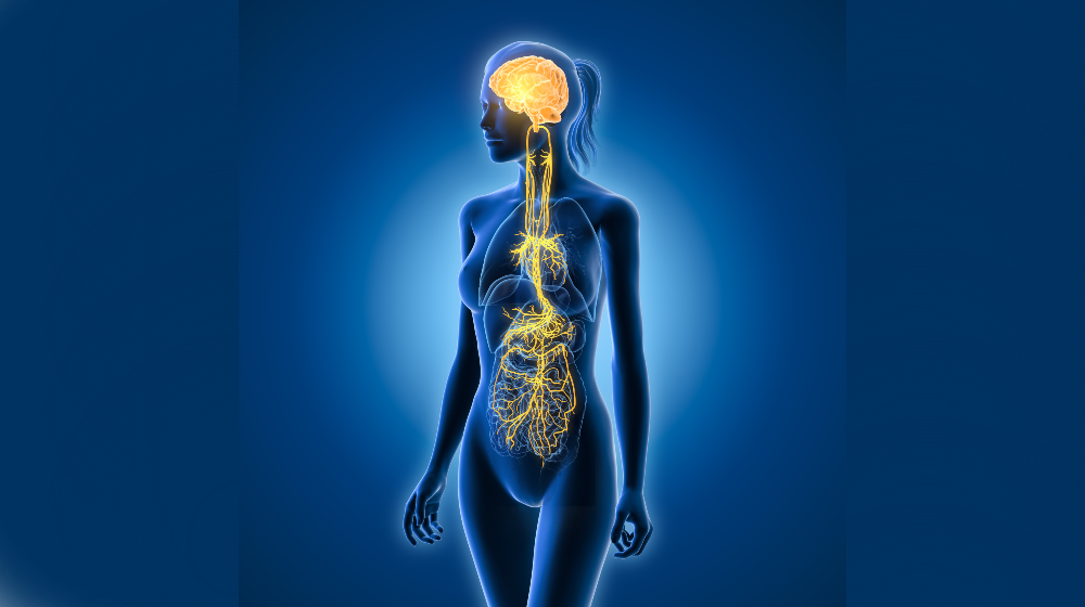 Vagus nerve starts in the brain and runs down through the energy centers in the torso.