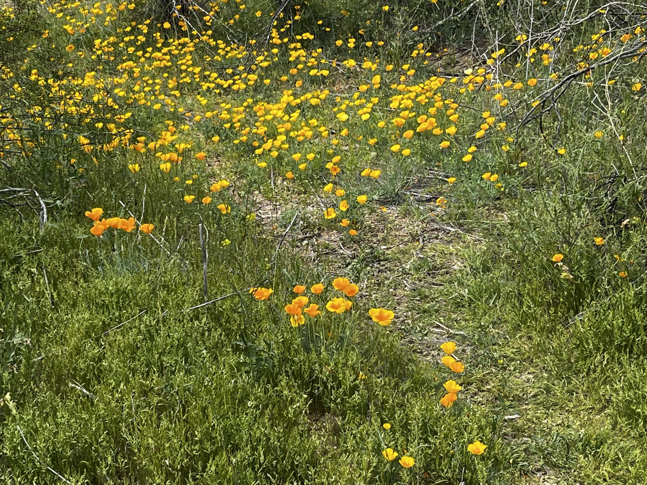 A grassy field filled with numerous yellow and orange wildflowers, with some small shrubs and scattered branches in the background.