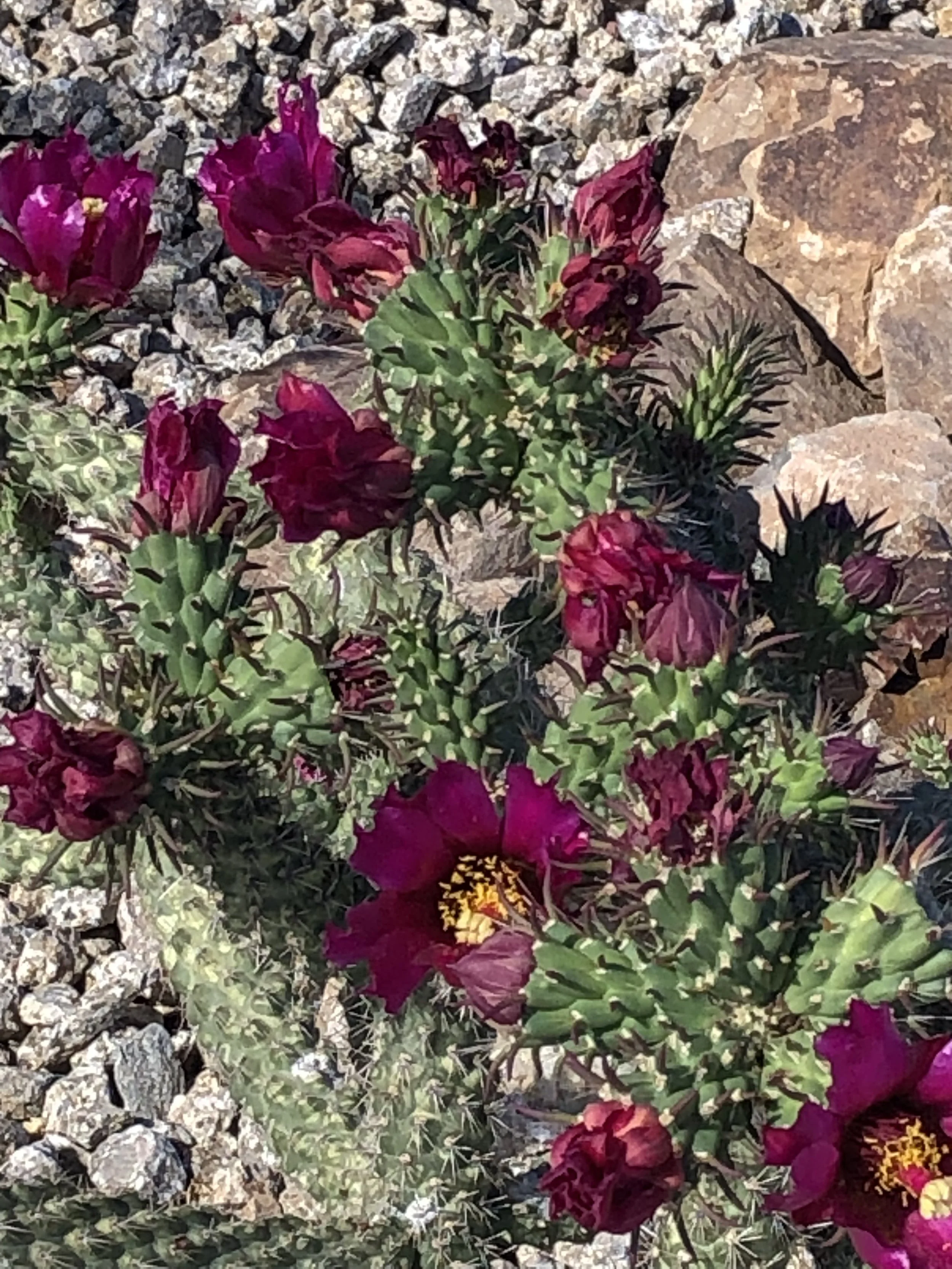 Practitioner Refresher Course, Level 2