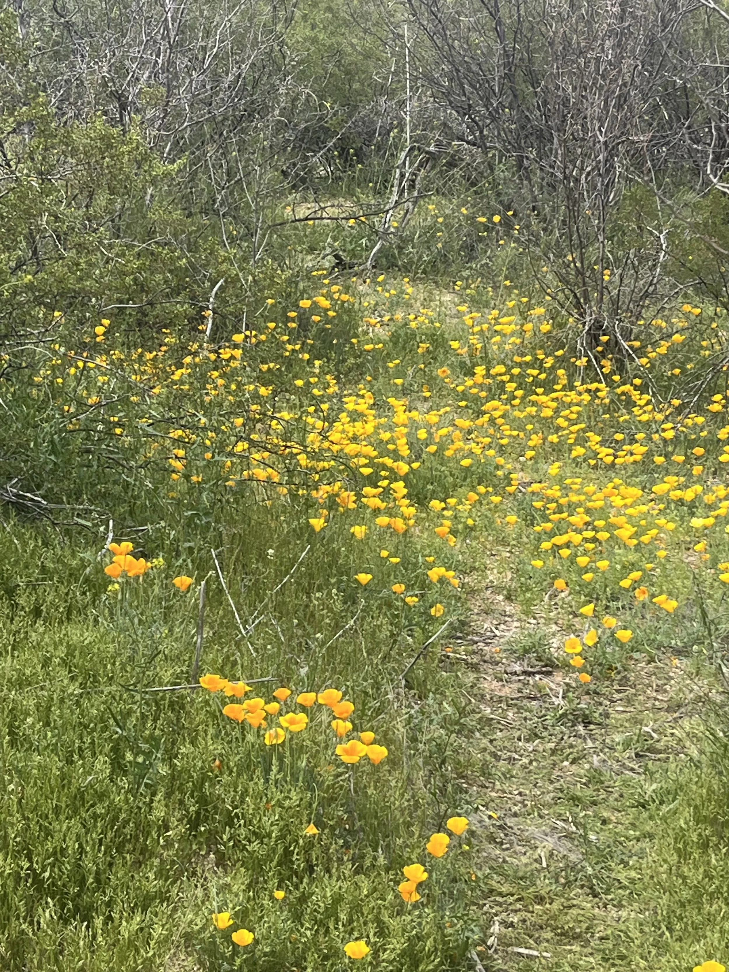 Dandelions and other wildflowers growing along a trail in a grassy, wooded area with leafless bushes and shrubs.