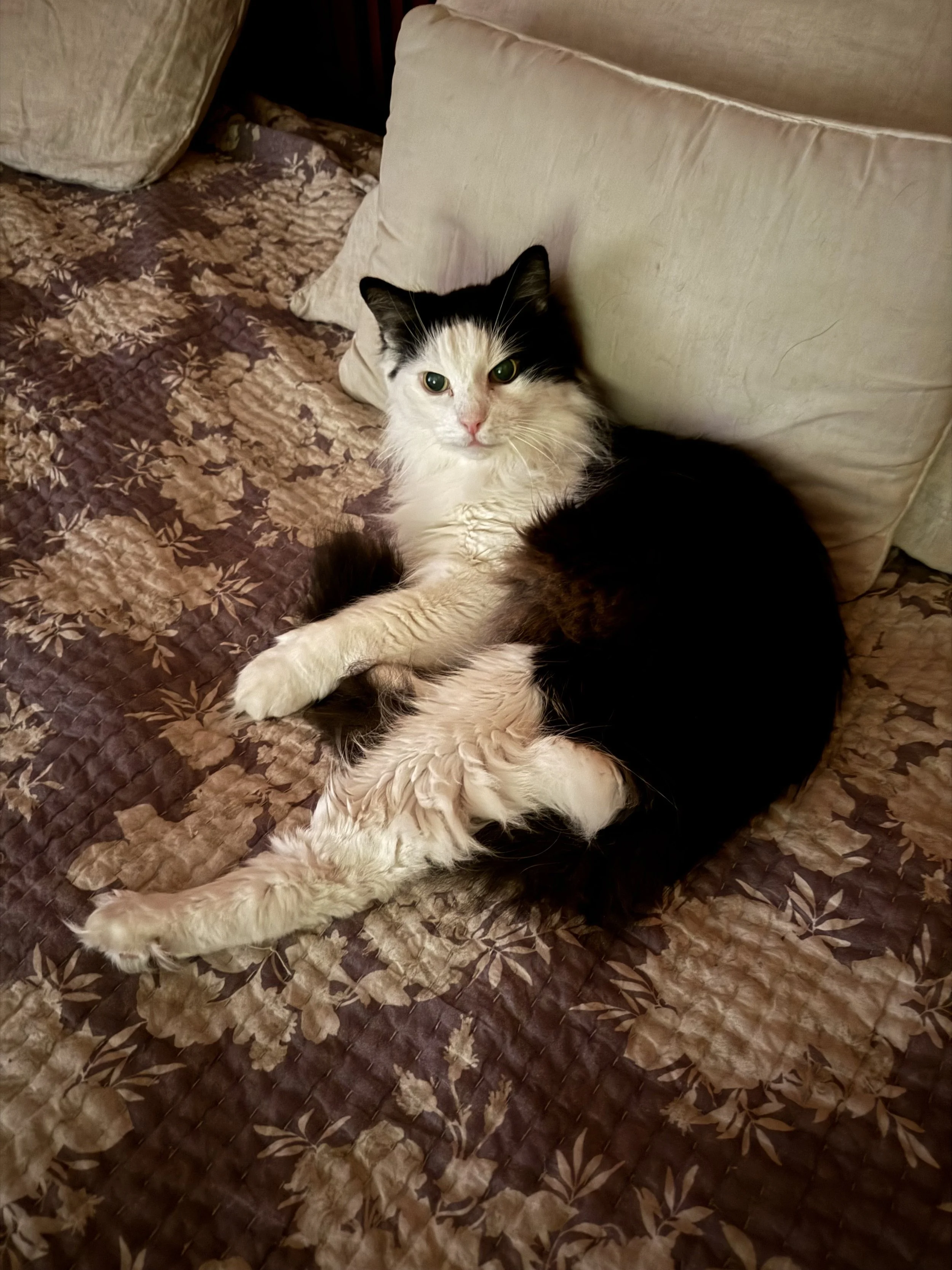 Cat relaxing after Reiki, calm but alert.