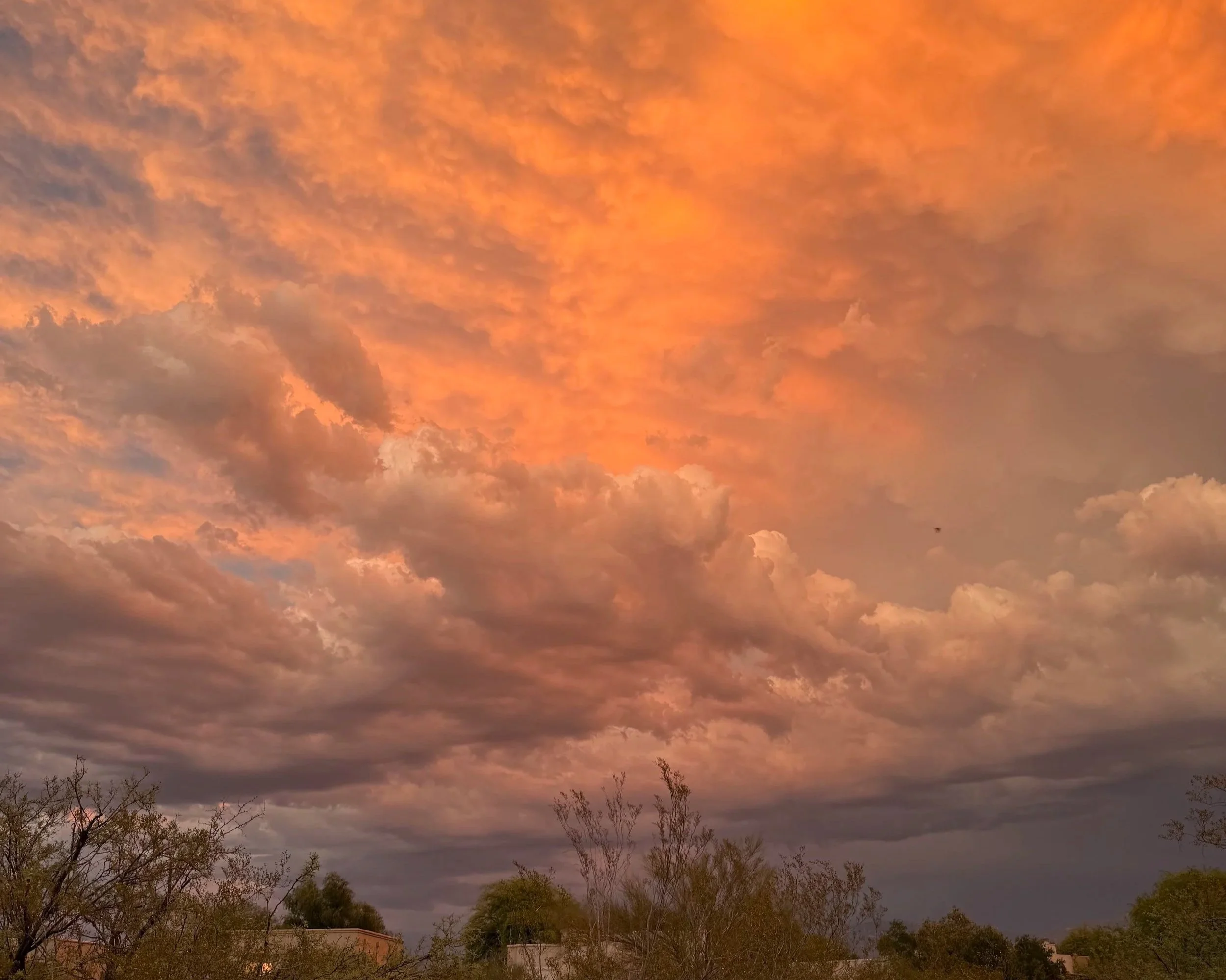 Pet Reiki Session, 1 hour