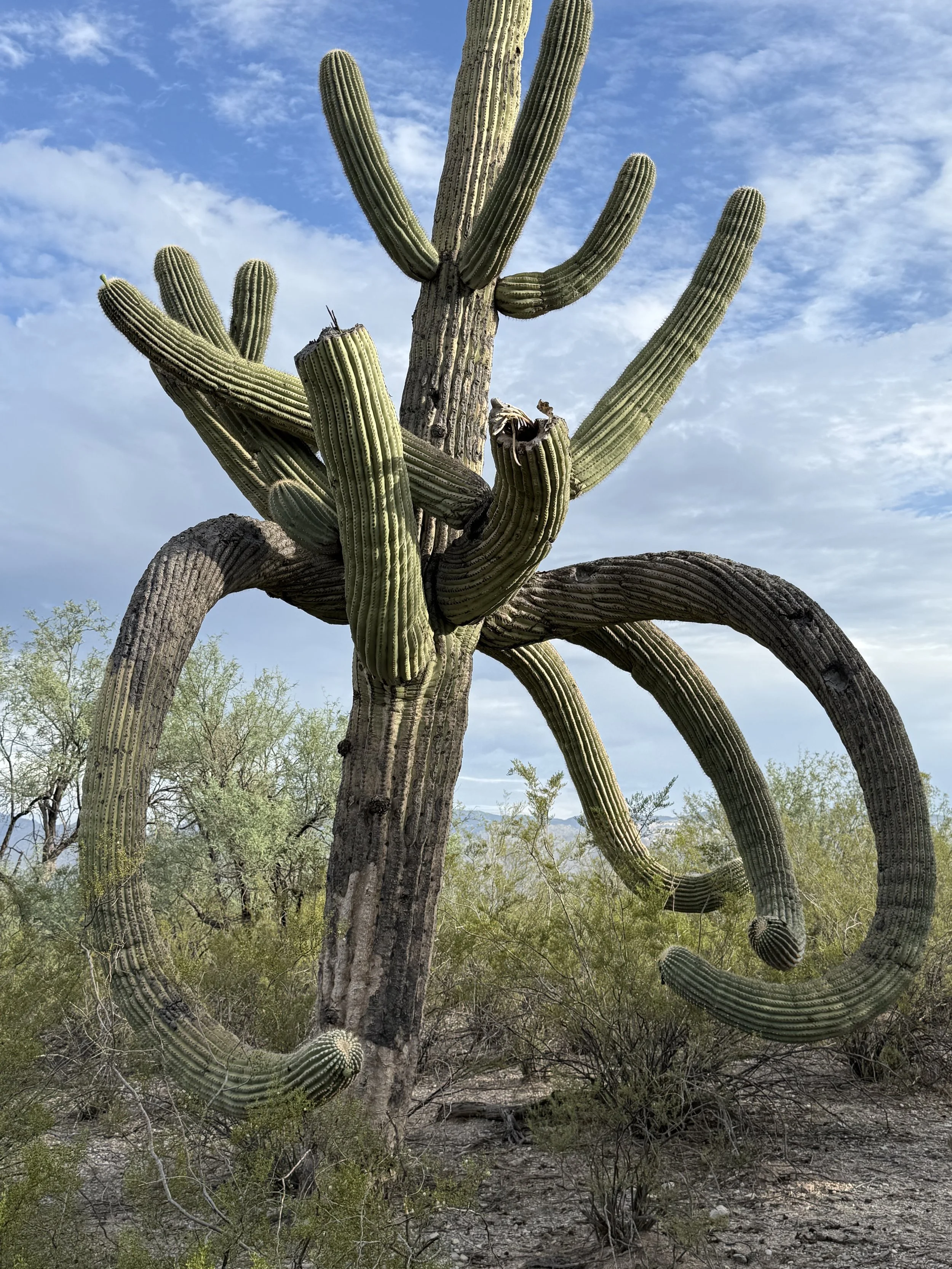 A large saguaro cactus with multiple arms in a desert landscape under a blue sky with scattered clouds.