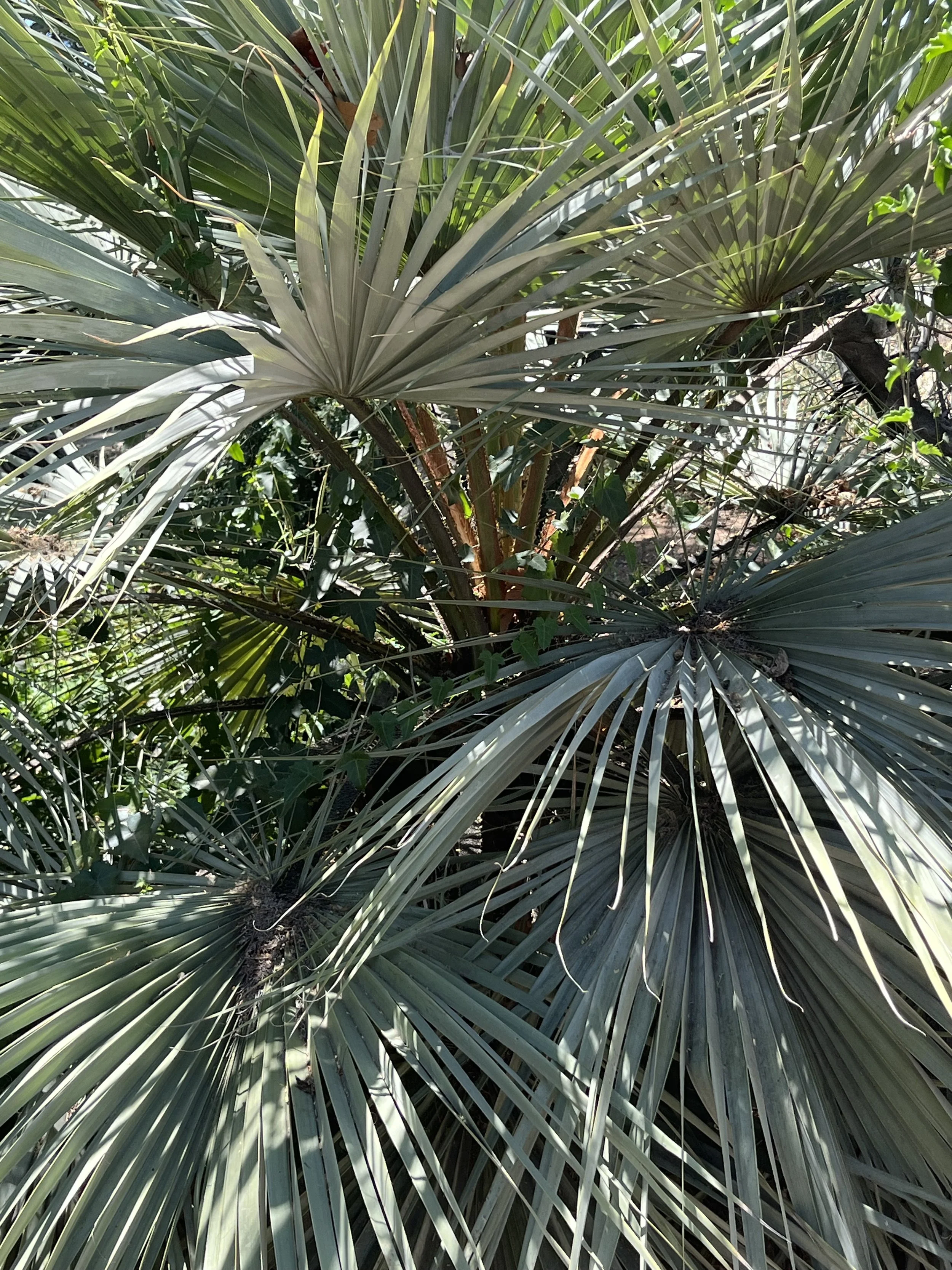 Clustering palm leaves with narrow, elongated leaves overlapping each other, creating a dense pattern.