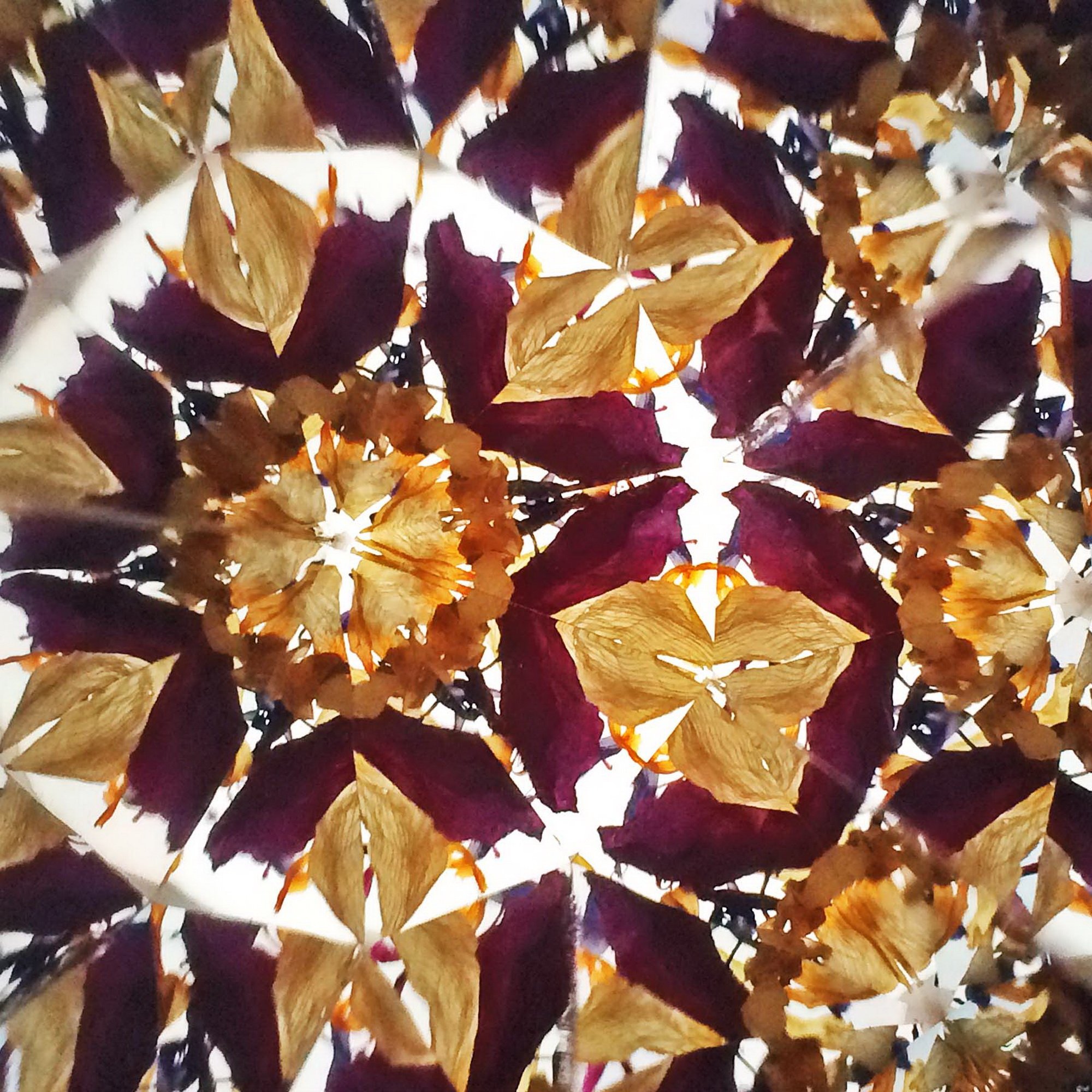 Intricate floral kaleidoscope symmetry in shades of amber and dark violet.