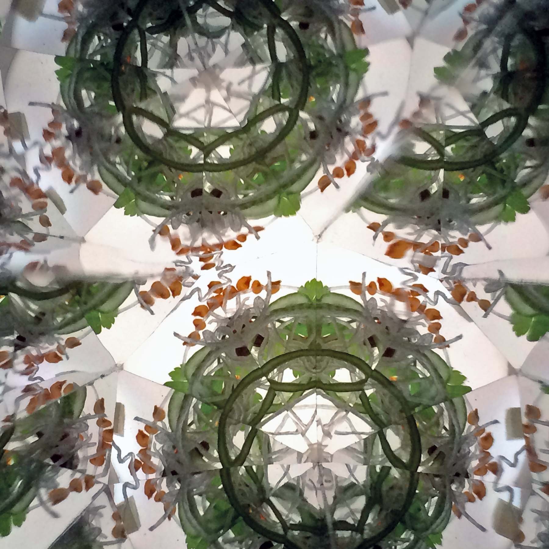 Kaleidoscope pattern of Thai rice noodles and cilantro