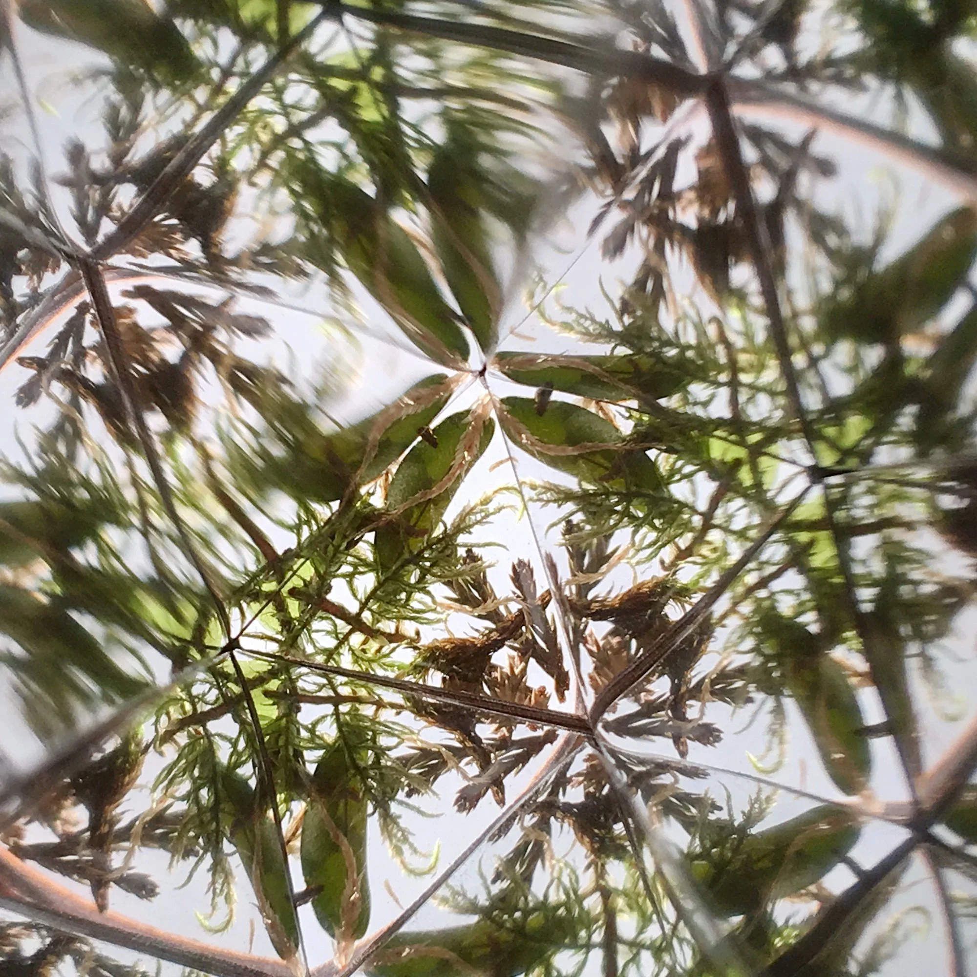  Intricate kaleidoscope mosaic of wild Lithuanian moss and ancient wood textures captured through a prism lens. 