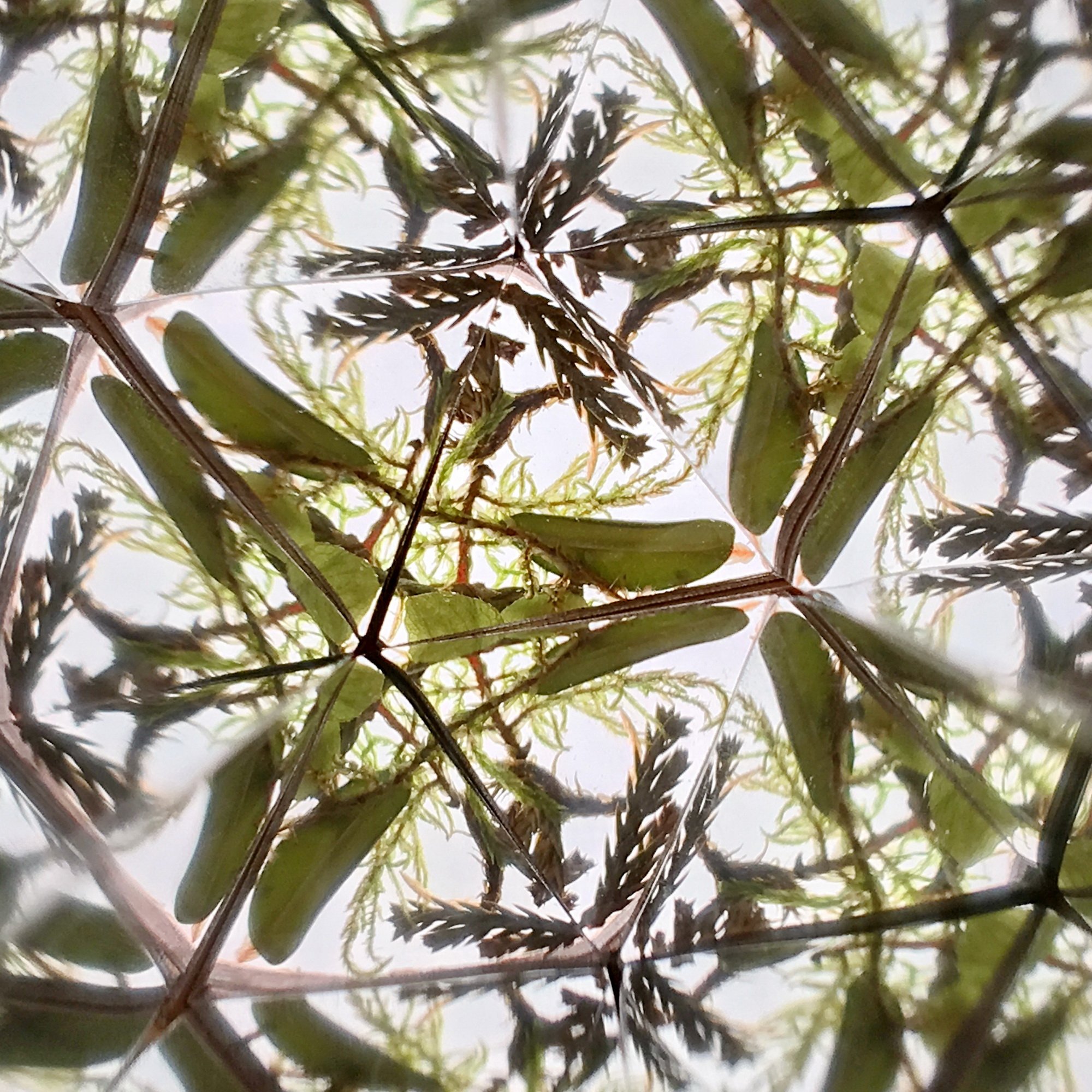  Kaleidoscope pattern of dark forest evergreens and moss in radial symmetry, inspired by the Ancient Woods collection. 