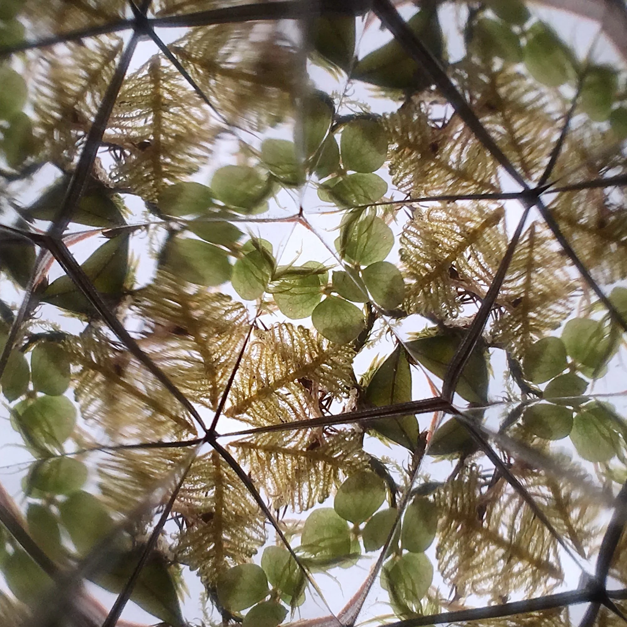  Symmetrical forest art showing delicate dried blossoms and mossy patterns in a geometric dance of nature. 
